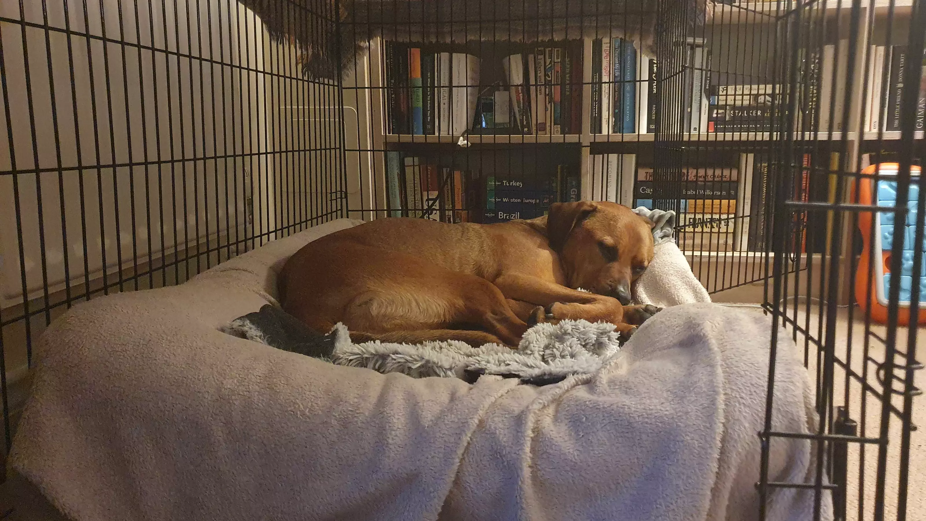 Rhodesian ridgeback curled up in den