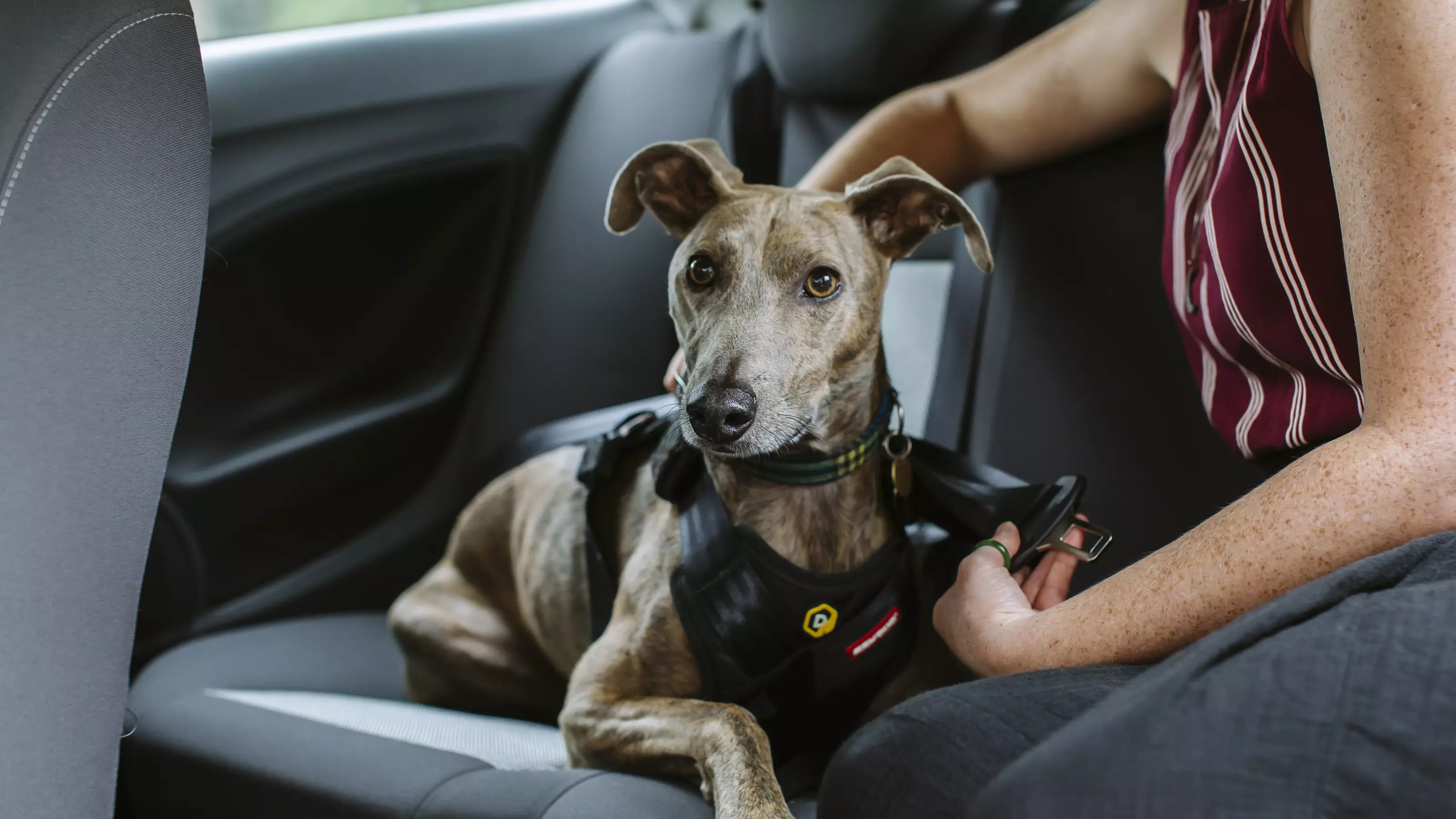 Lurcher dog being strapped into a seatbelt in a car