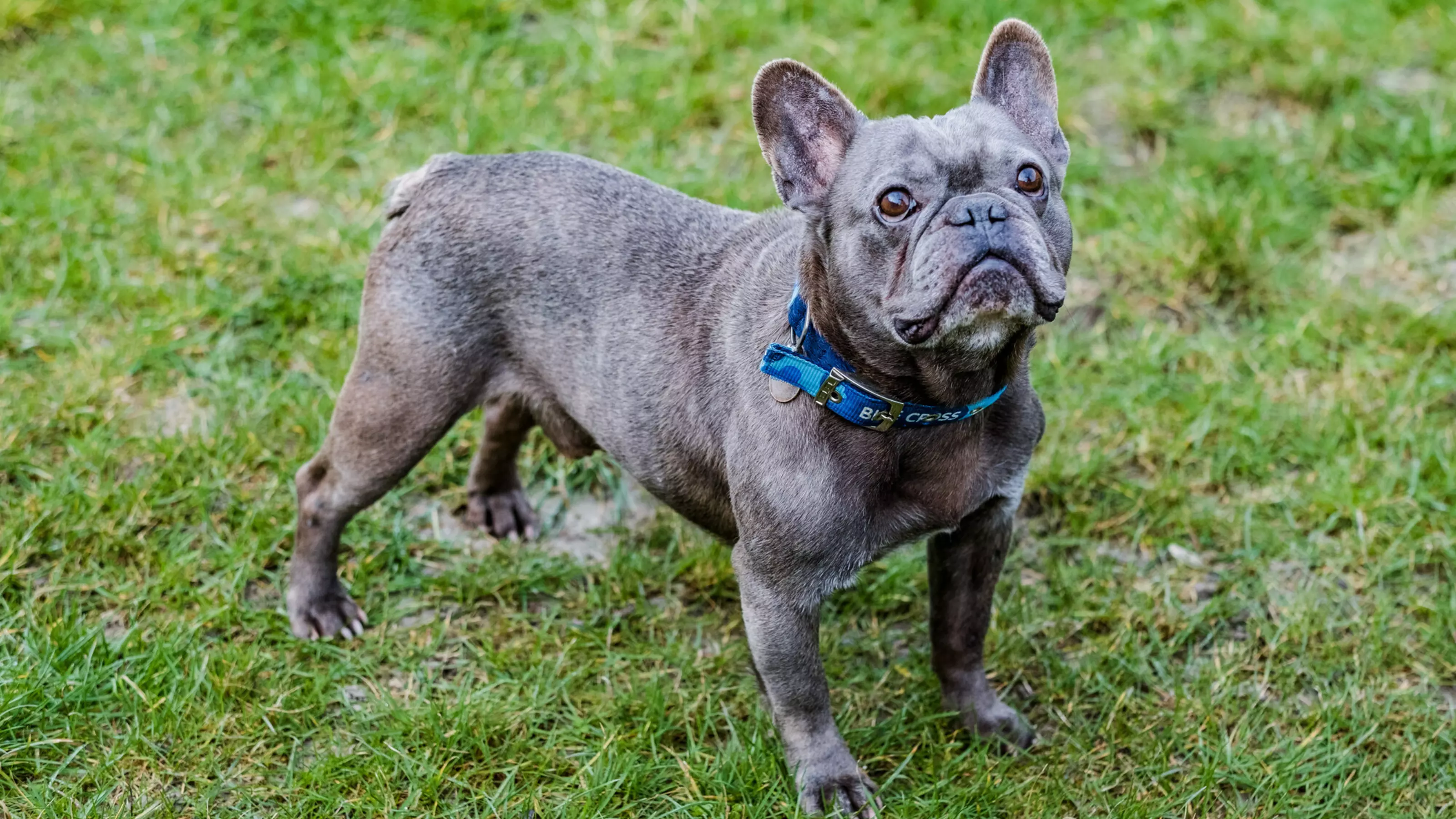 Leonard outside on some grass looking up to the sky