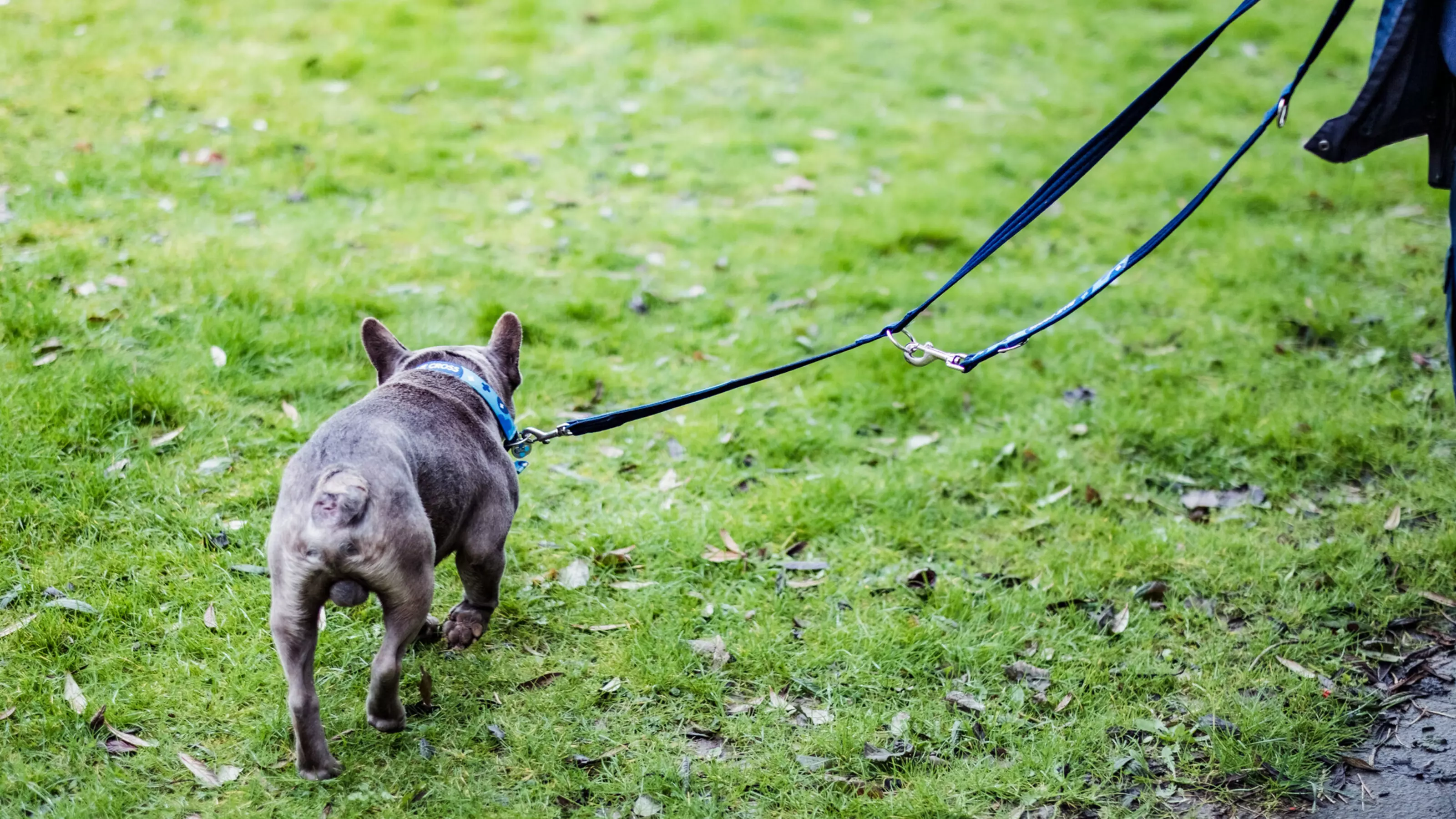 Leonard on lead, walking away from the camera