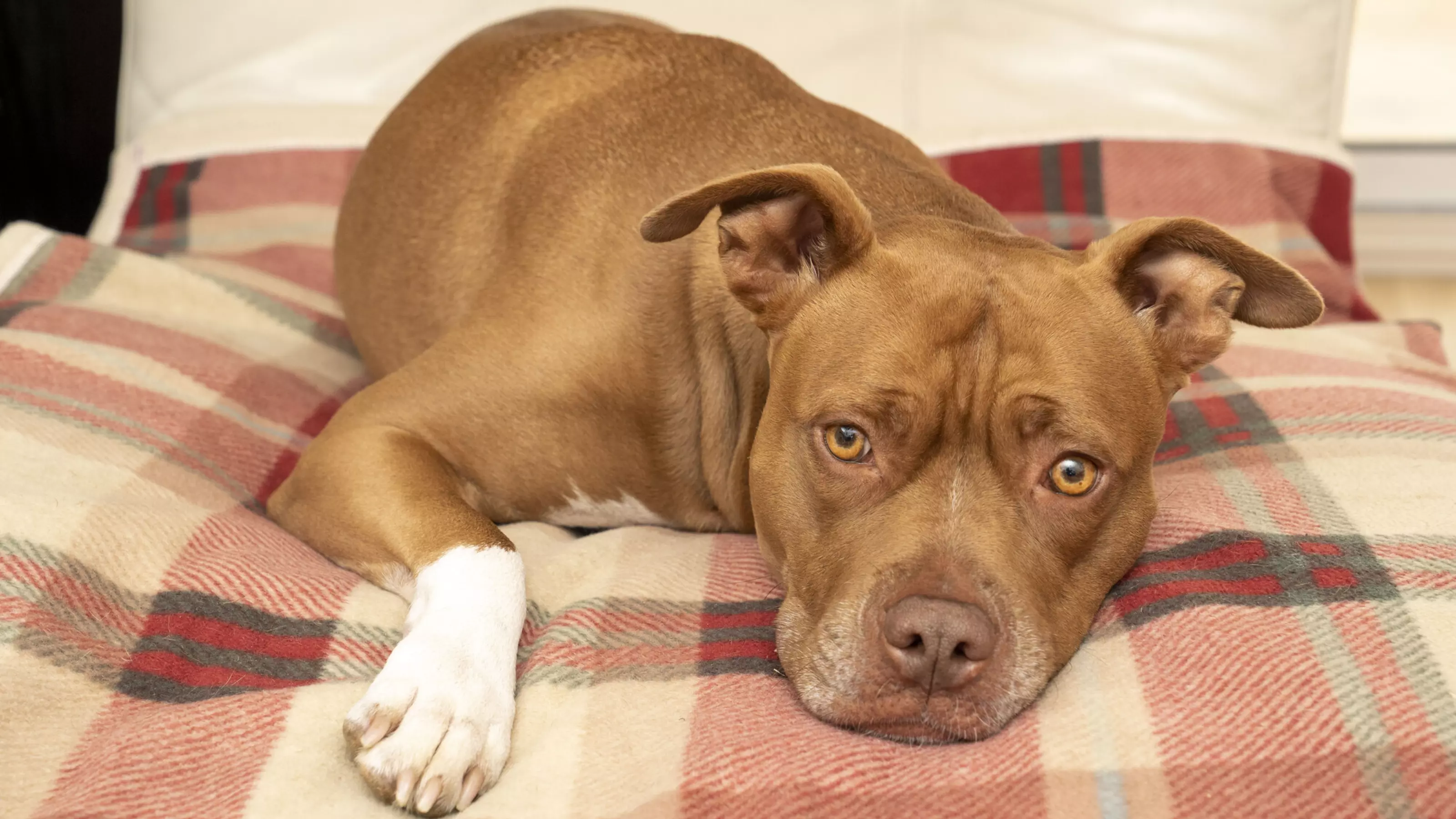 Lola lying on a plaid blanket