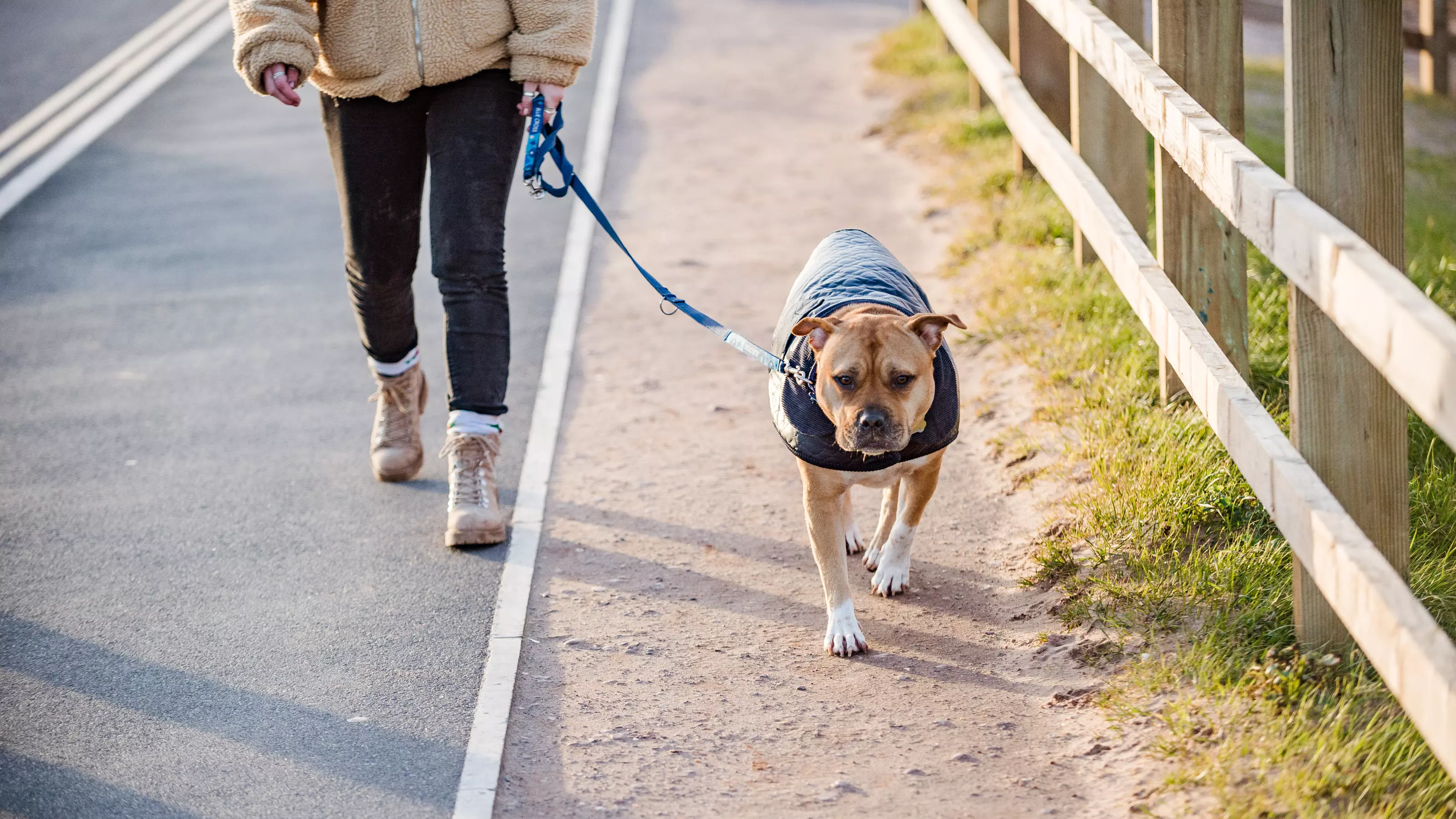 Walking costumes for dogs hotsell