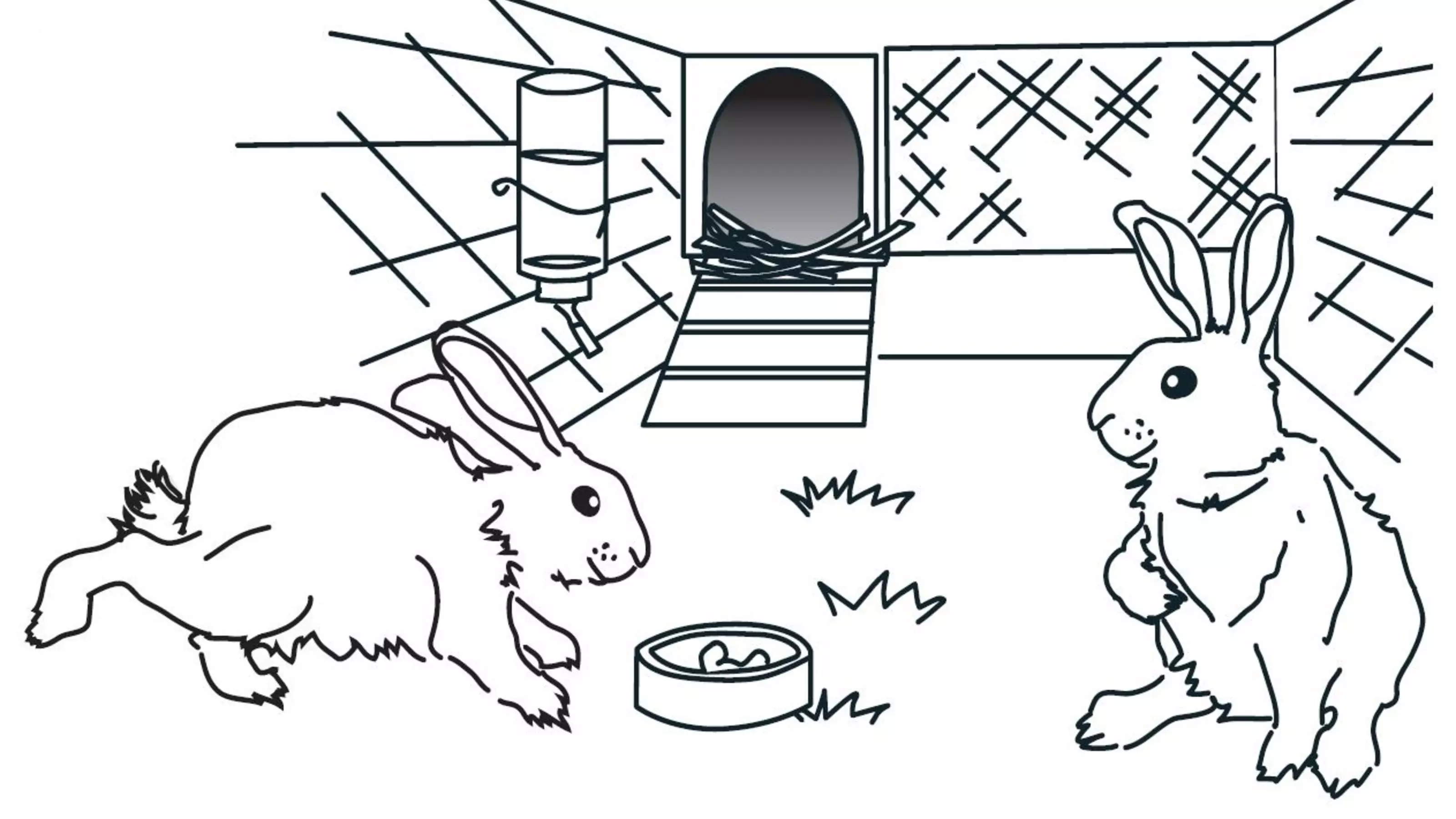 An uncoloured in drawing of two rabbits