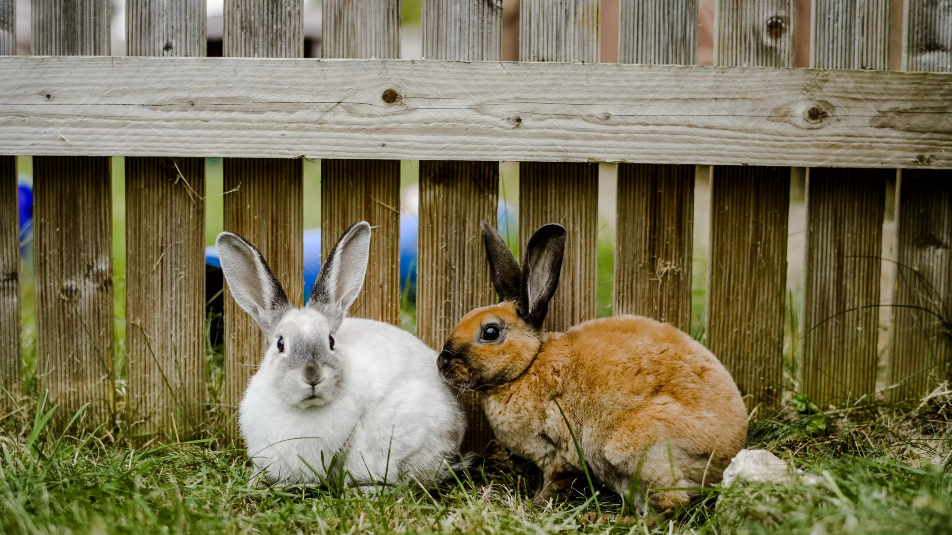One white rabbit and one brown rabbit on the grass in a fenced off run
