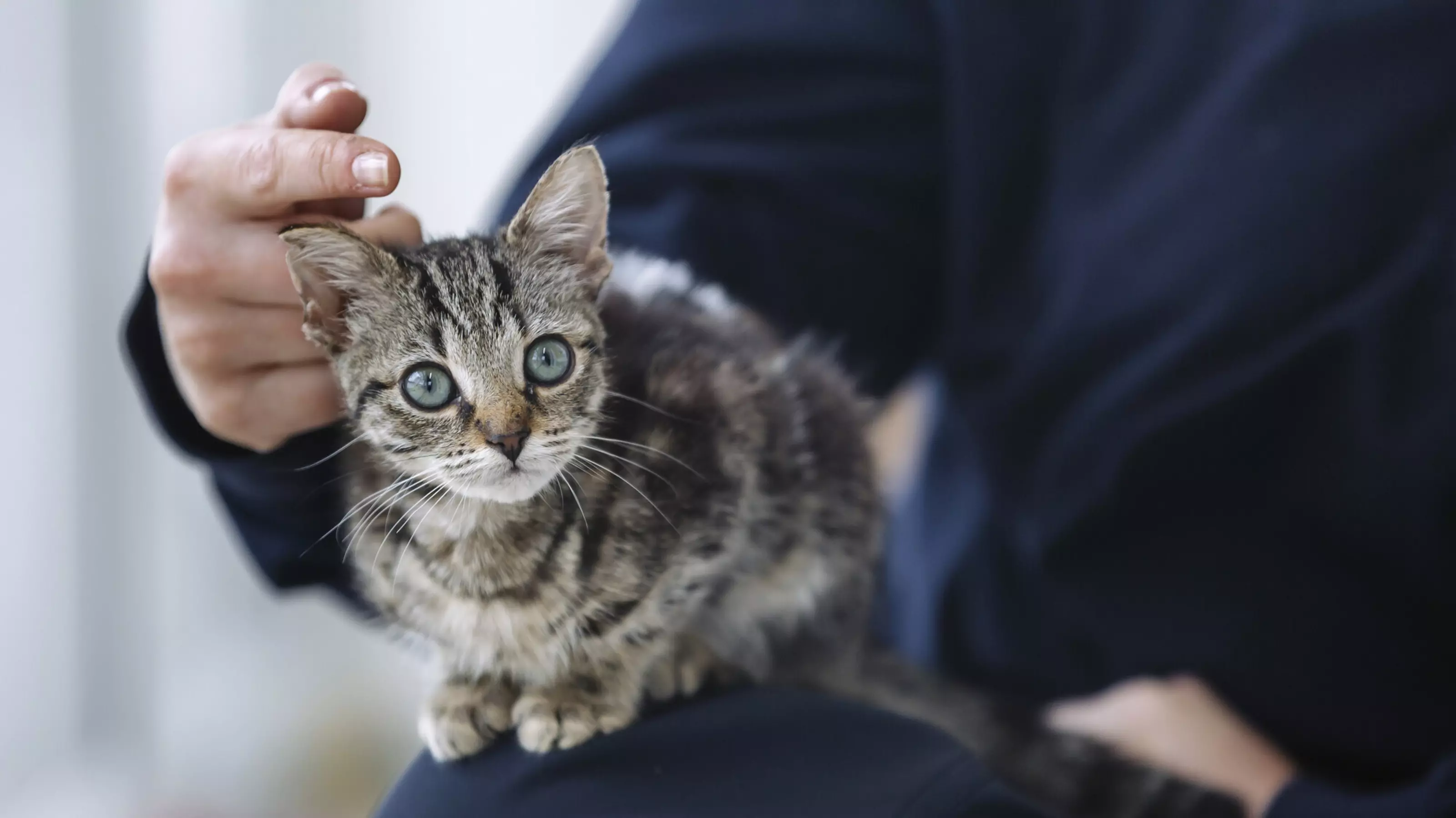 Kitten Yoda sat on the knee of one of the Hertfordshire team members enjoying a fuss