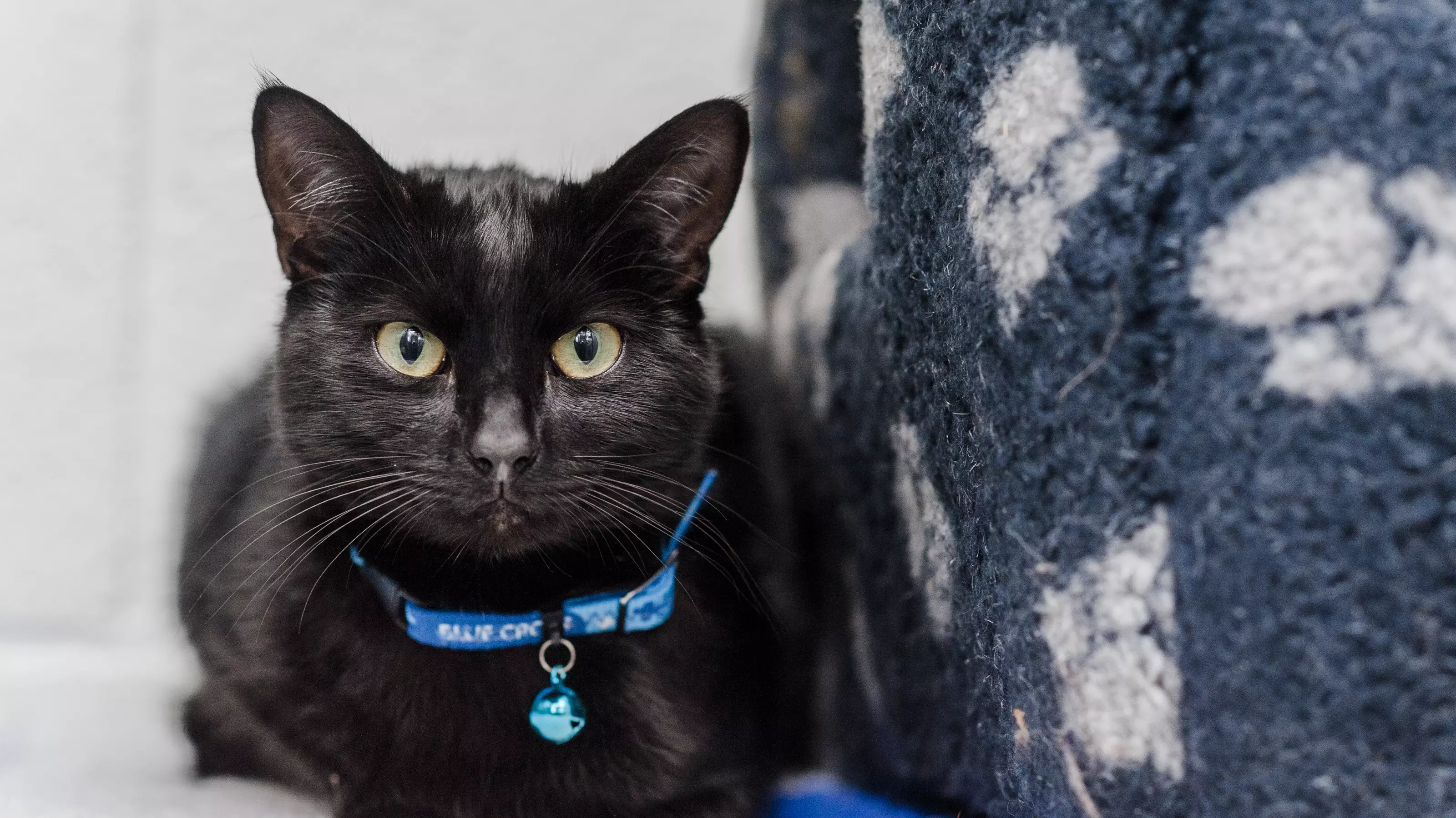 Black cat lying down, looking into camera wearing a Blue Cross quick release collar