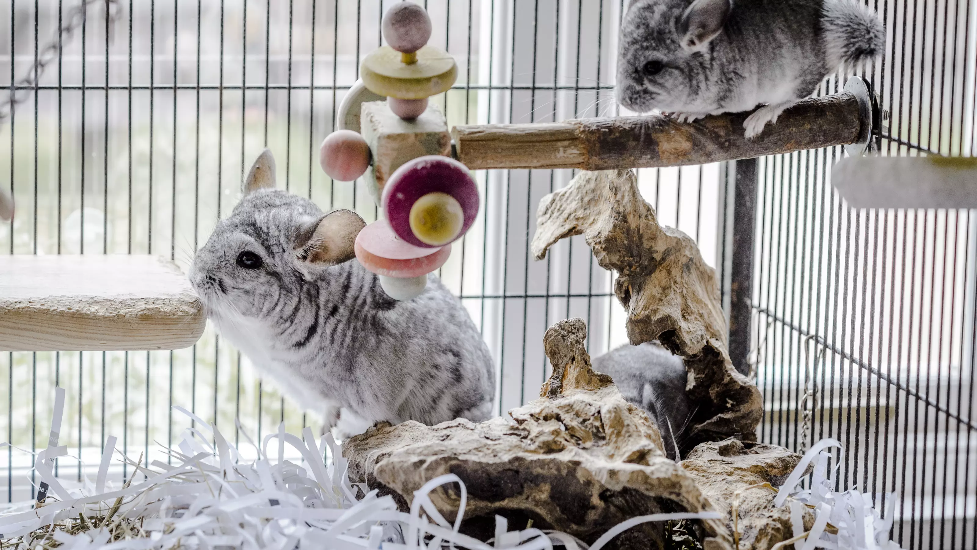 Two grey chinchillas in their cage with lots of space