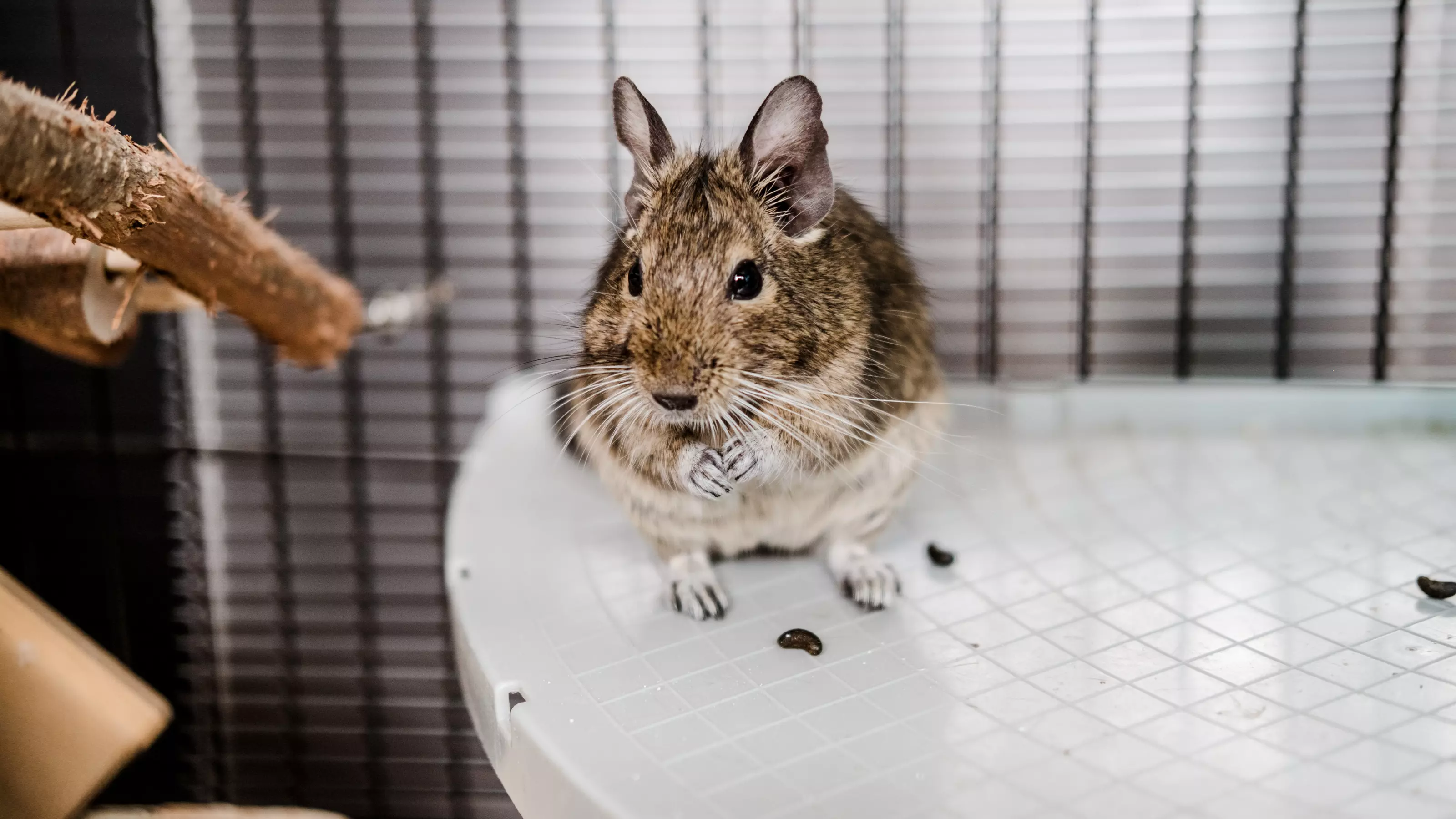 A degu perched on a shelf