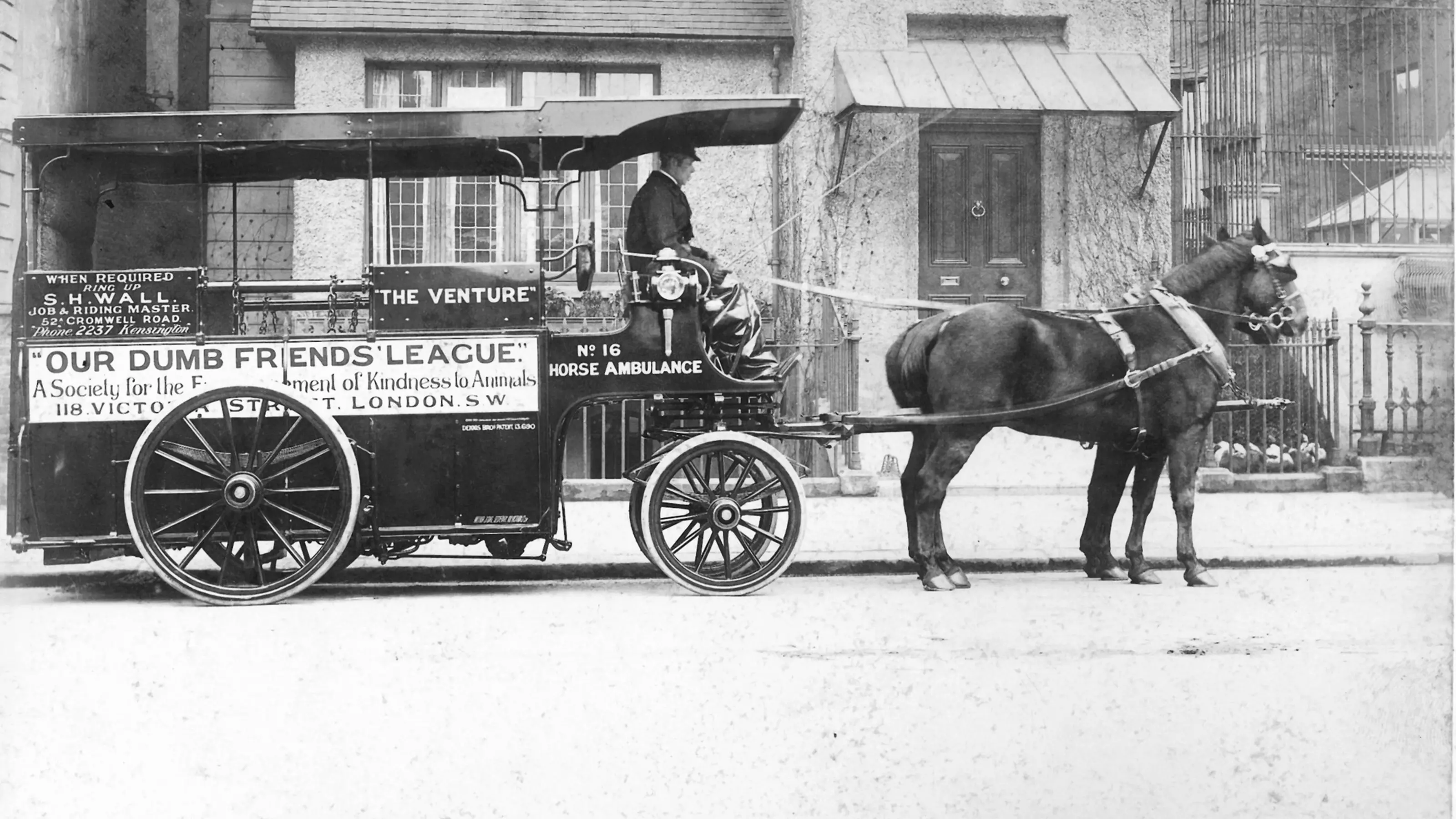 Black and white picture of two horses pulling a large horse ambulance
