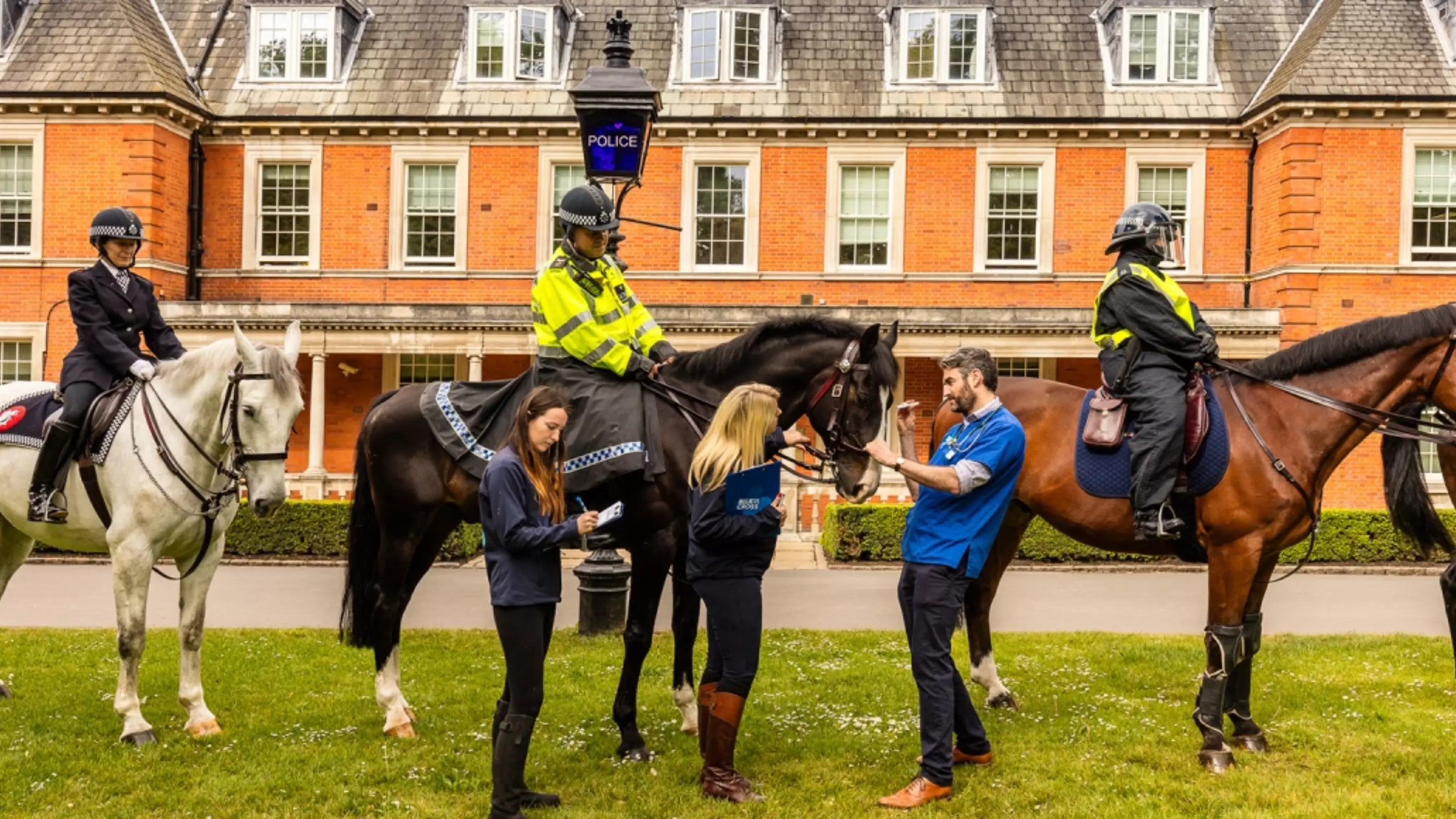 Vets examining police horses