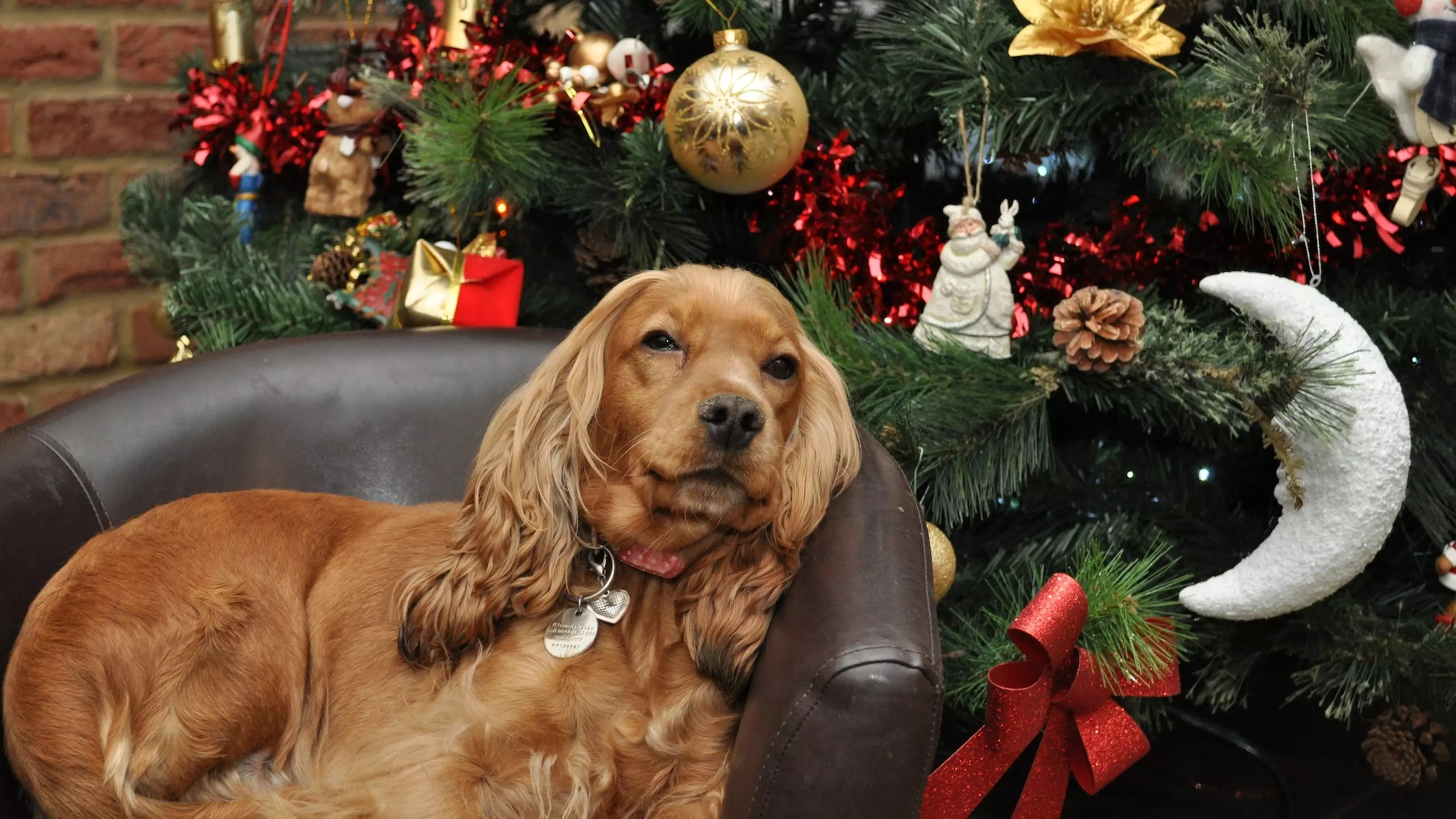 Dog in bed next to Christmas tree
