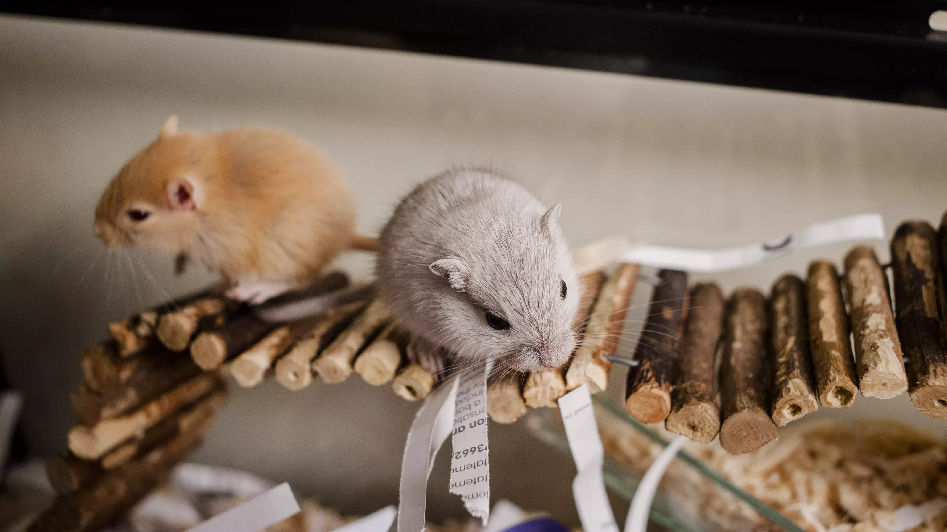 Gerbils perched on a wooden stick bridge
