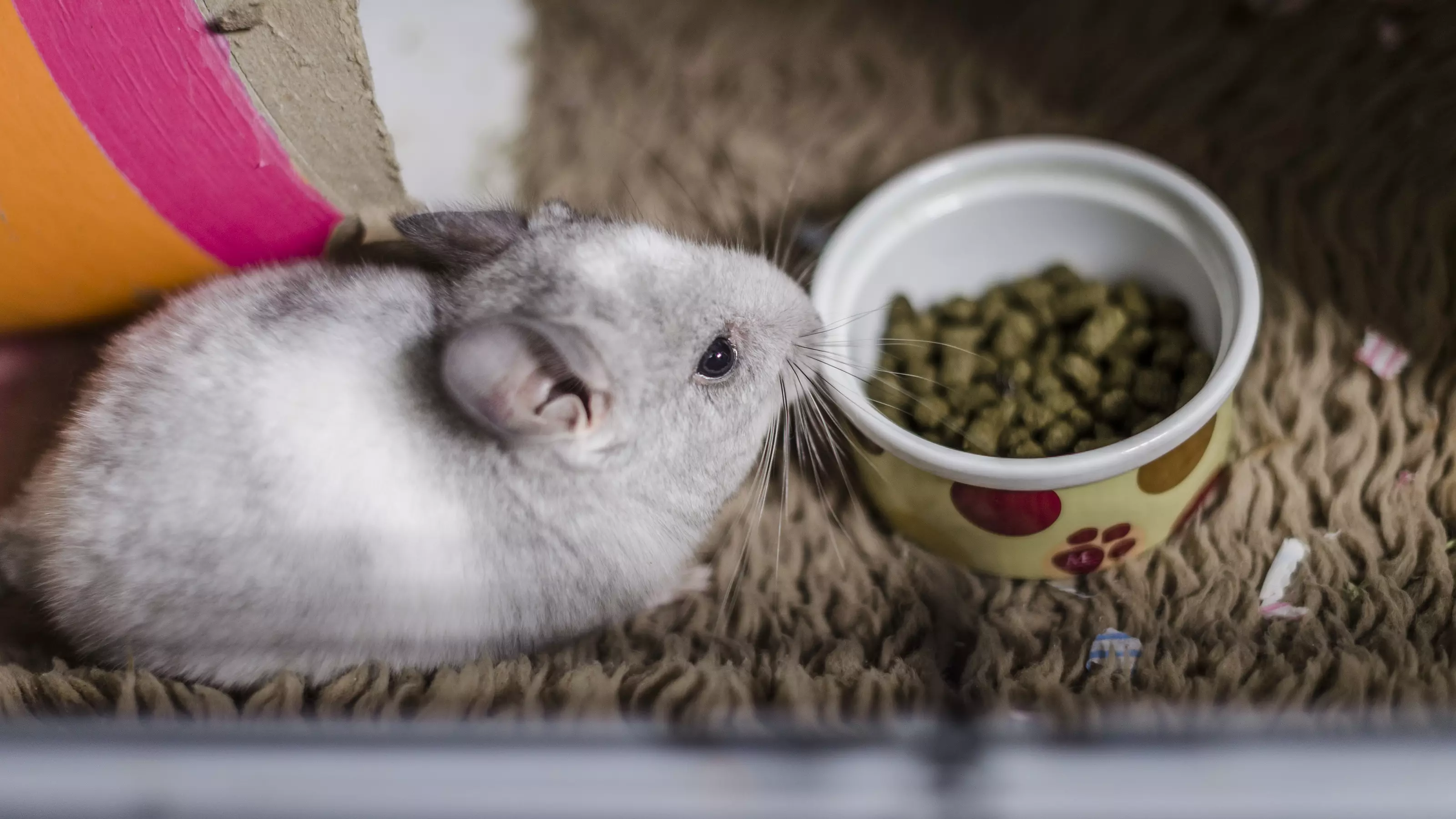 A baby chinchilla next to their food bowl