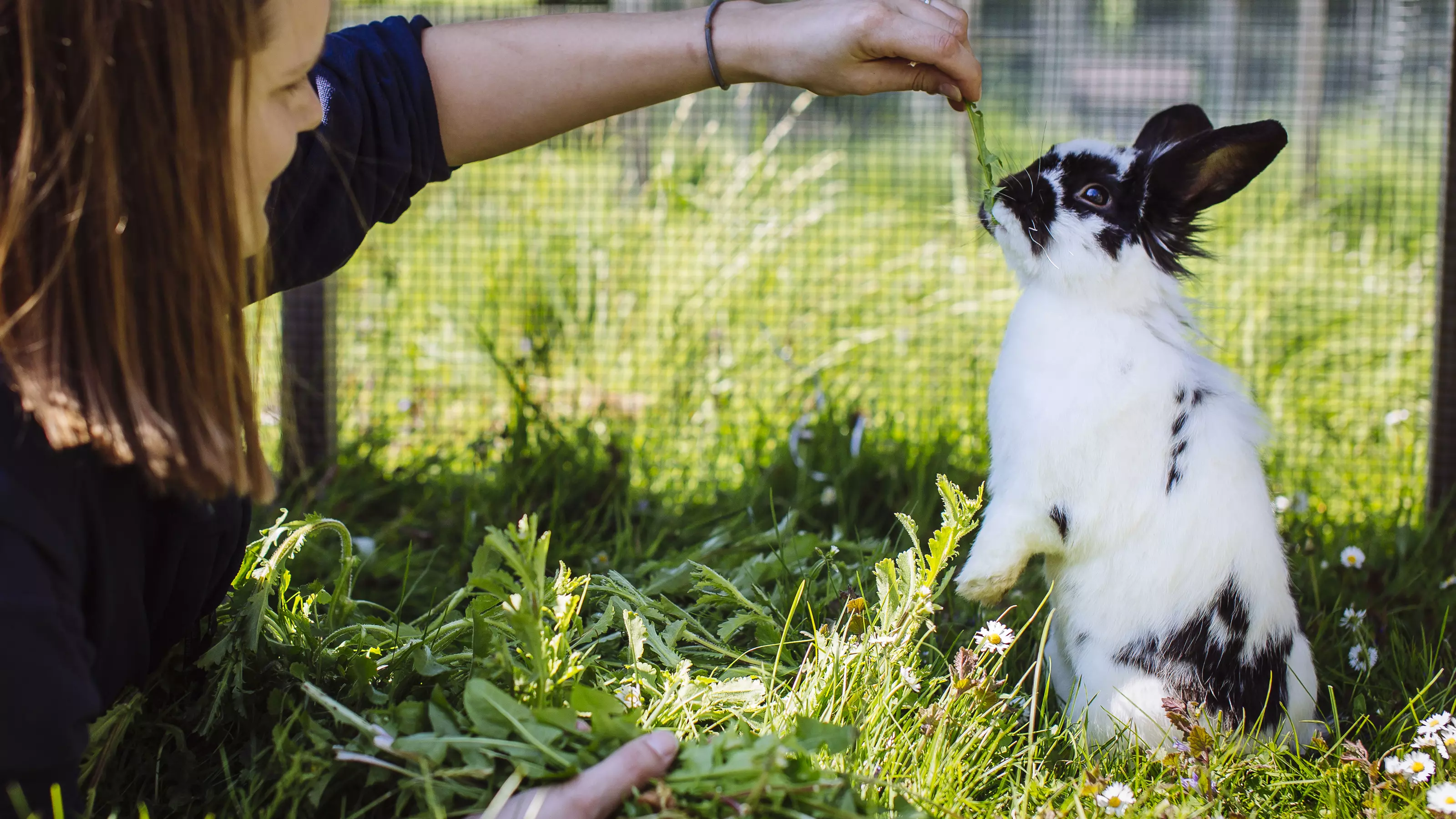 A rabbit on their hind legs reaching up for food from a woman's hand