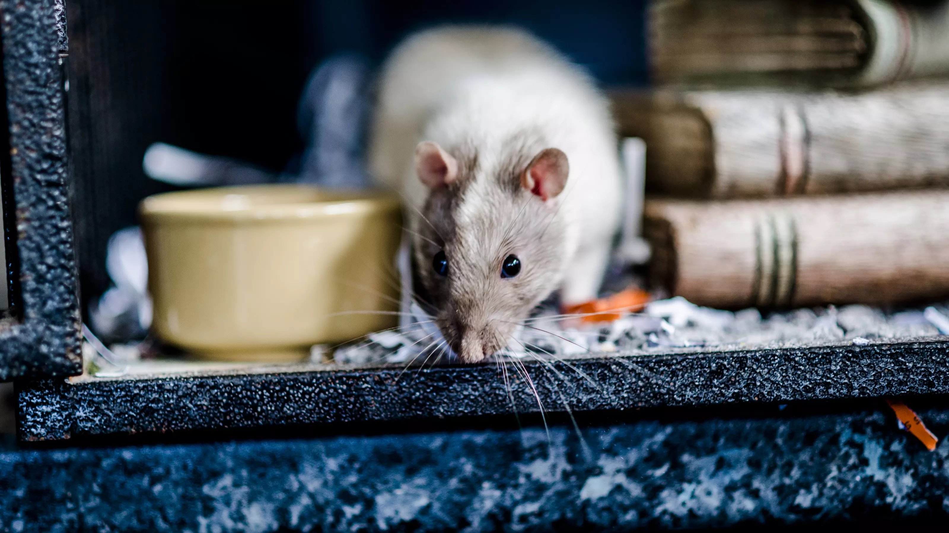 Rat next to food bowl