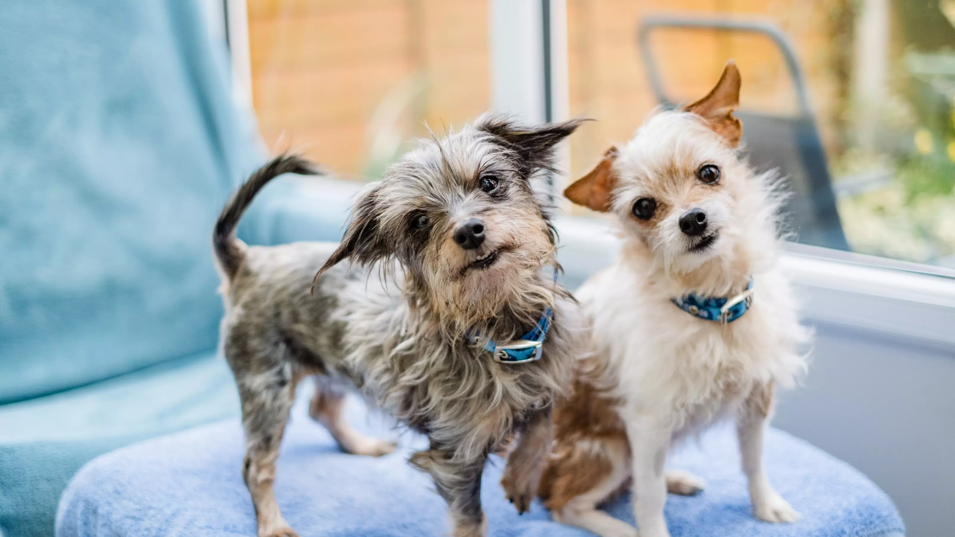Dogs Moana, a Yorkshire terrier and dachshund cross, and Tinkerbell, a jack russell and Chihuahua cross, stand next to each other on the footstool of a chair. They both look directly towards the camera,