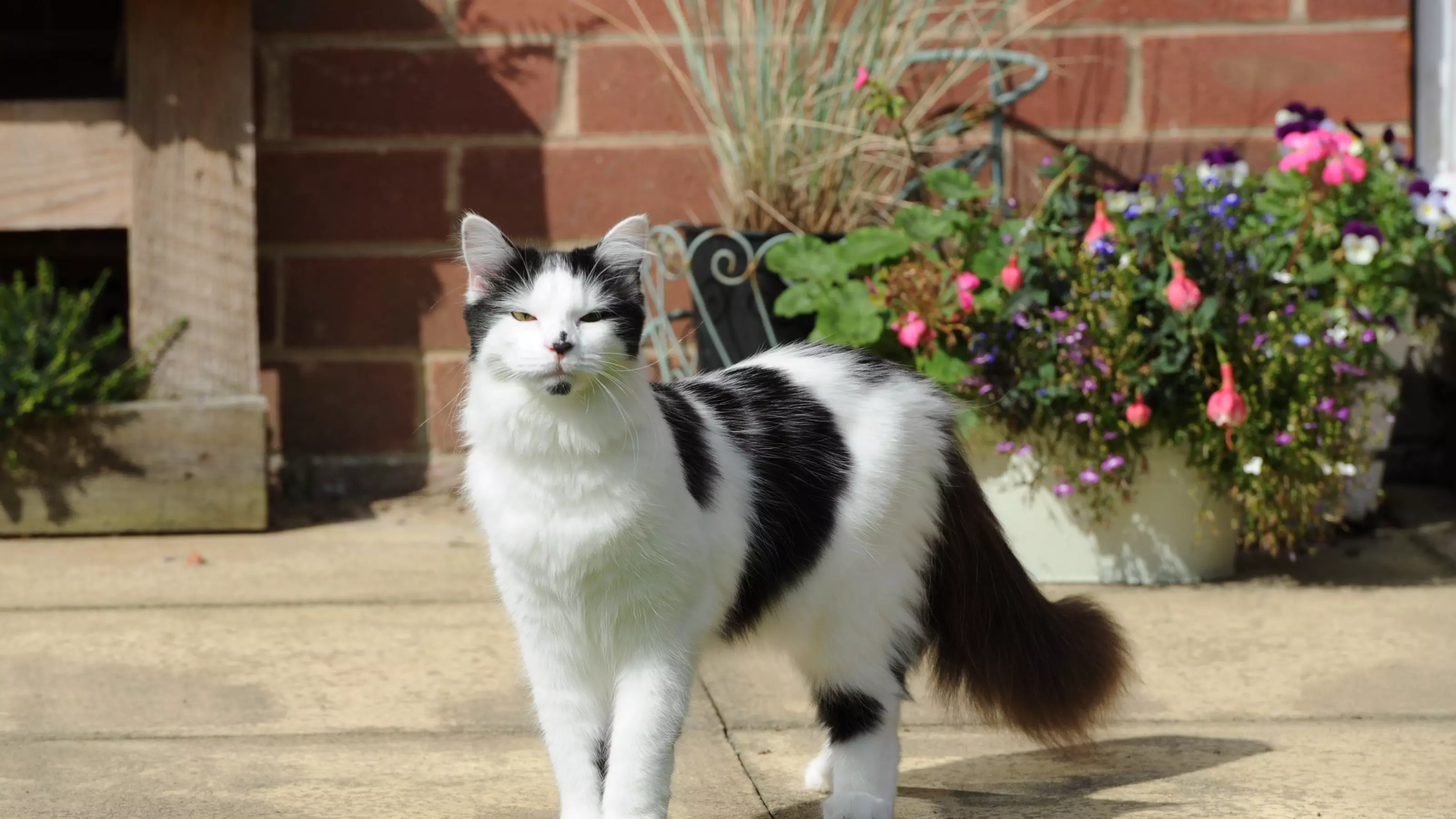 Black and white cat standing next to some potted flowers outside