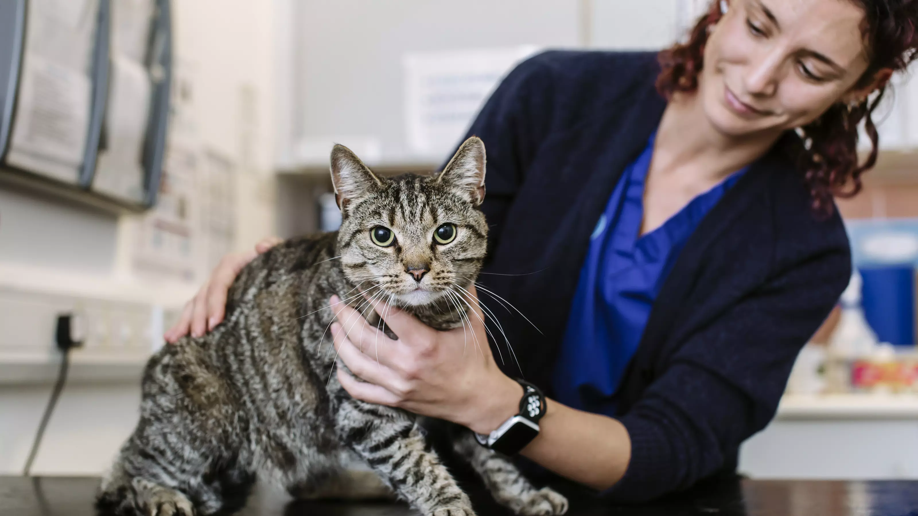 Cat on vet table being held by Blue Cross vet