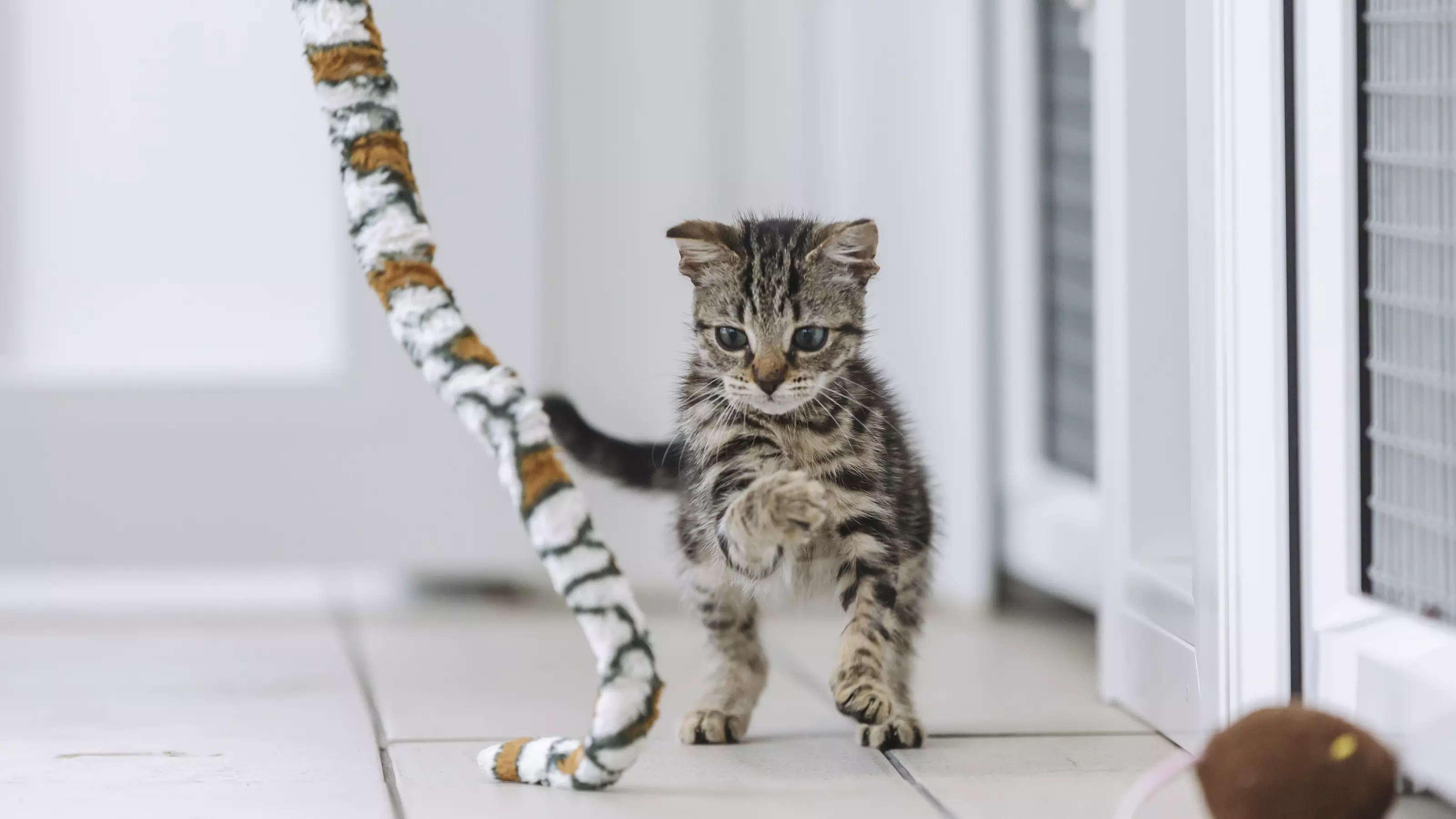 Cat pouncing on toy