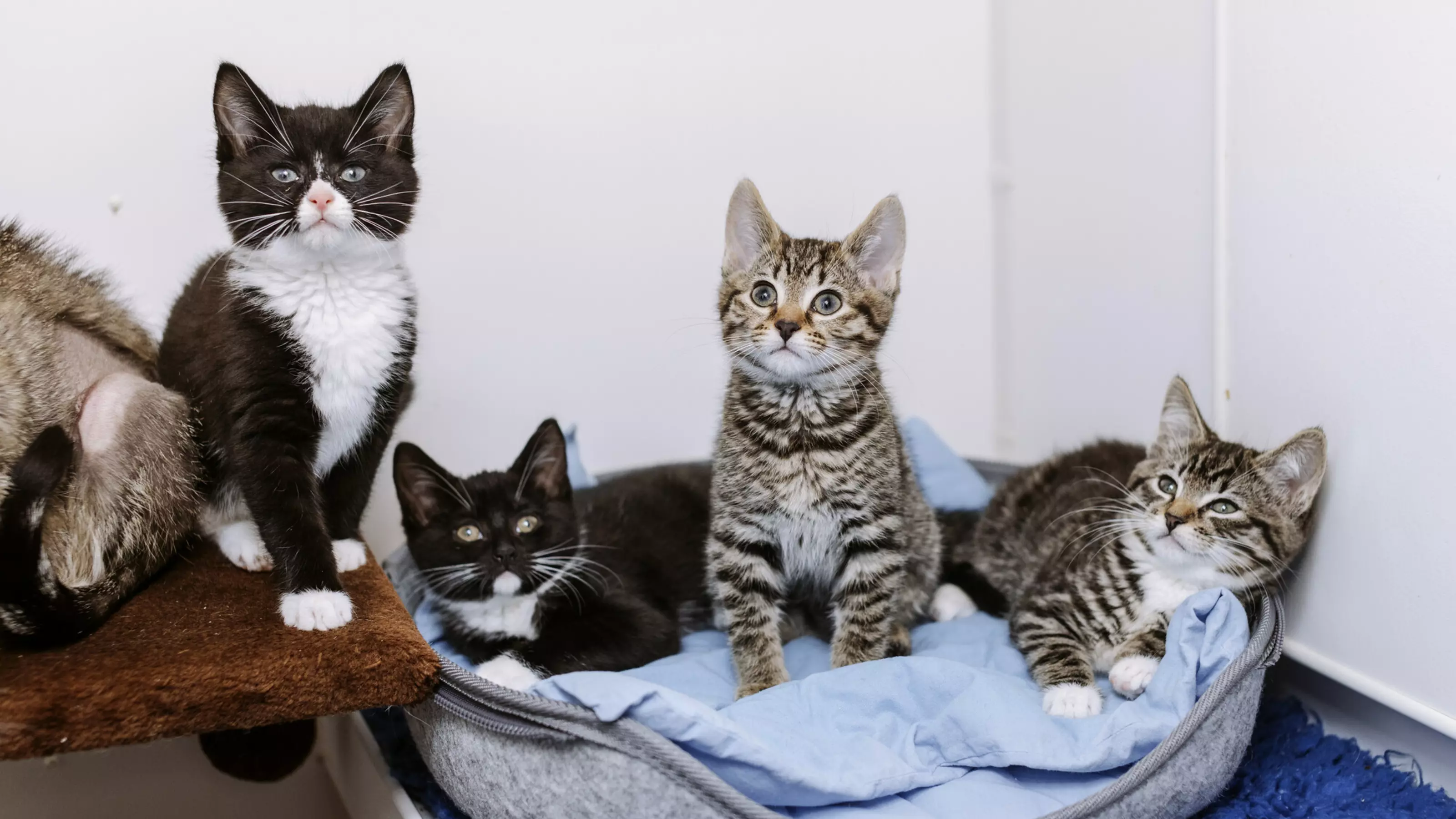 Four of the kittens lined up looking to camera, lying in their blue and grey bed