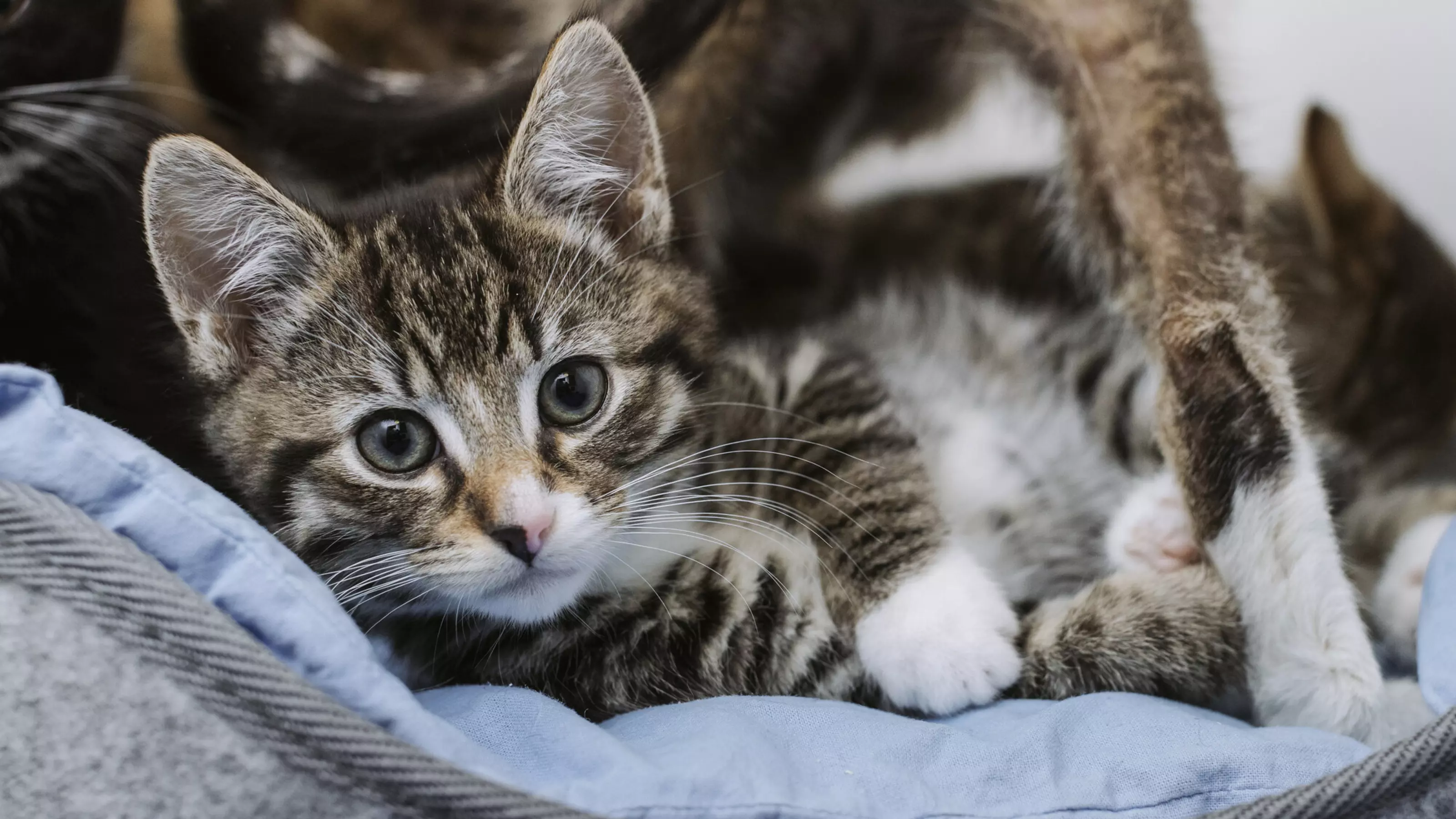 A tabby kitten lying down in bed looking forwards