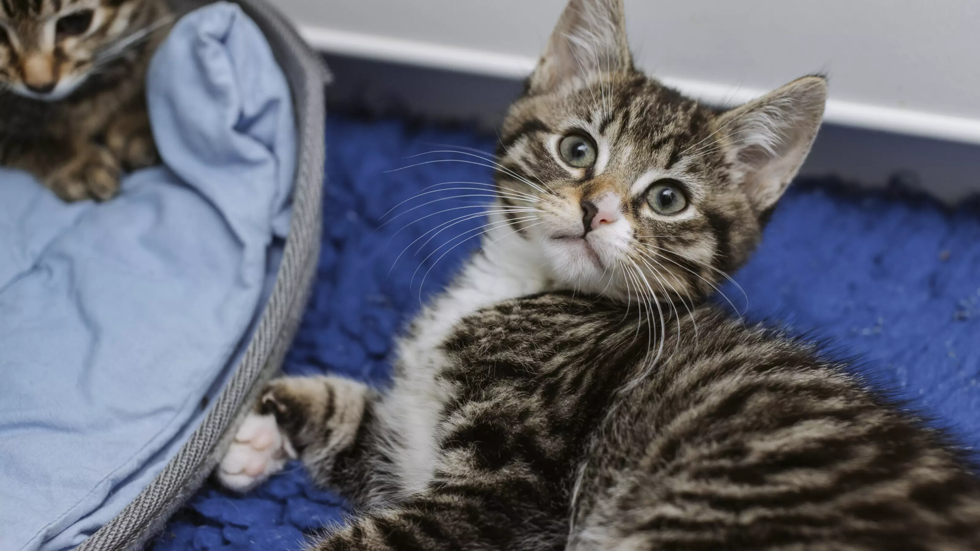 One of the tabby kittens lying down looking up in the air