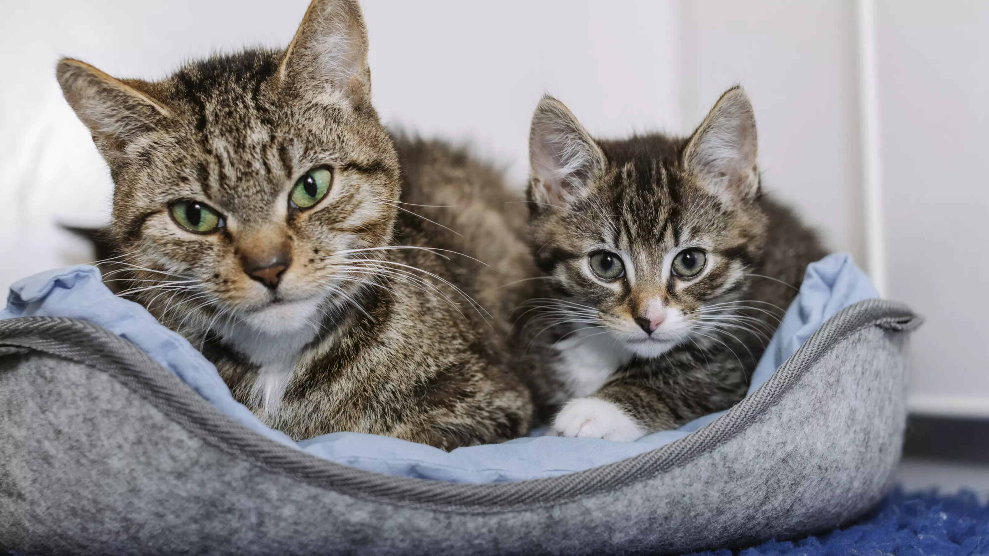 Honeydew in the bed beside one of her kittens looking to camera