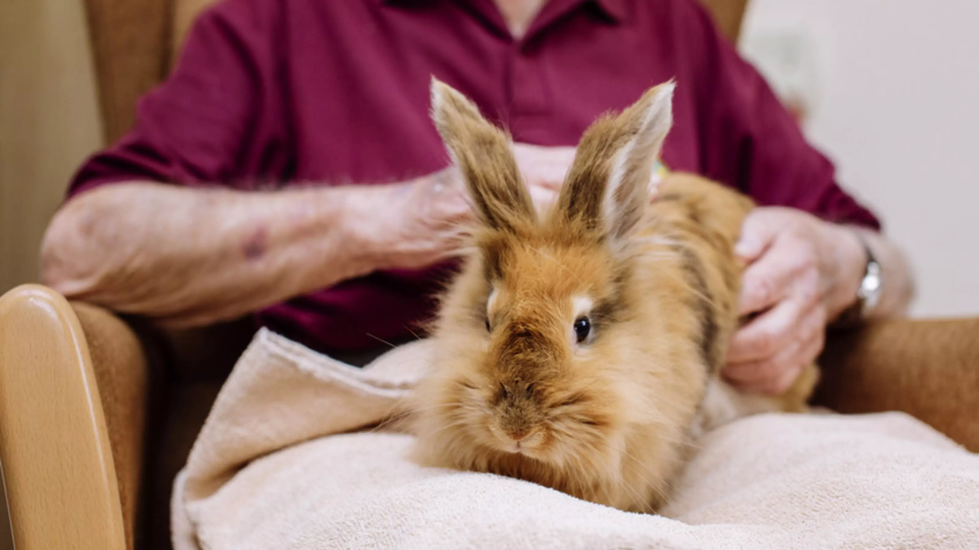A fluffy rabbit sits on an older person's lap