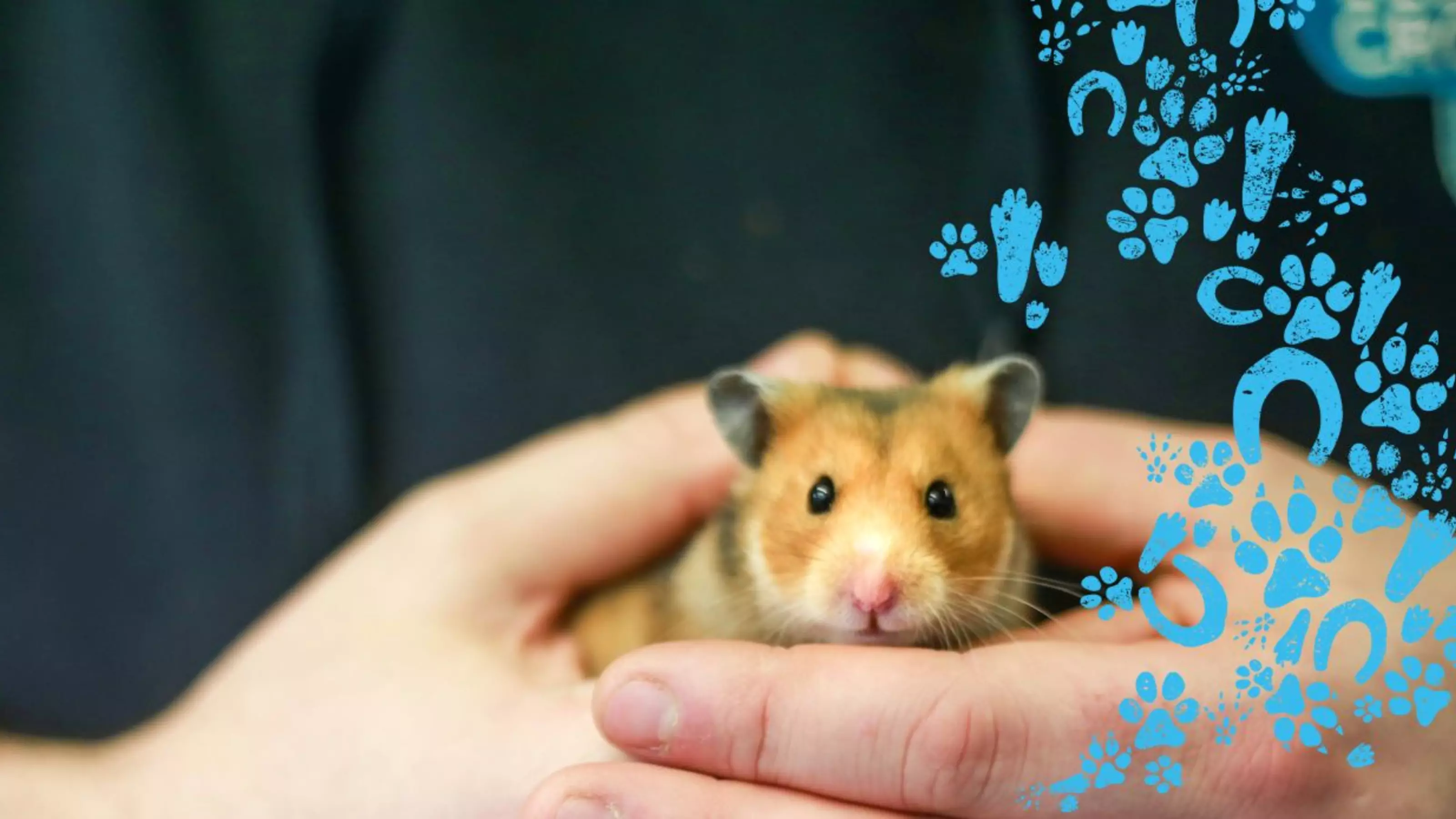 A brown and white hamster being held in a person's hands