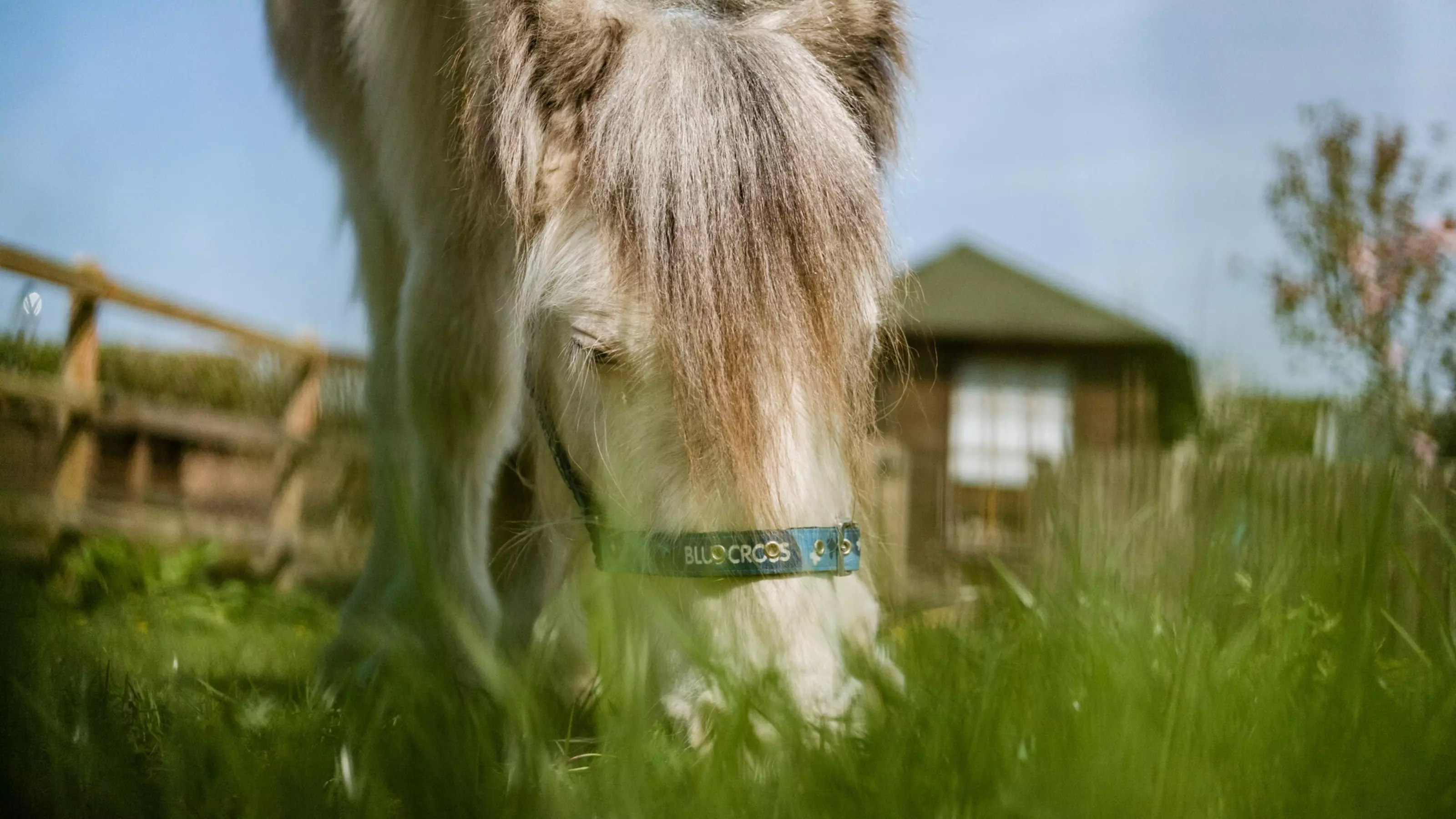Stan is enjoying a munch on some fresh green grass and wearing a Blue Cross headcollar