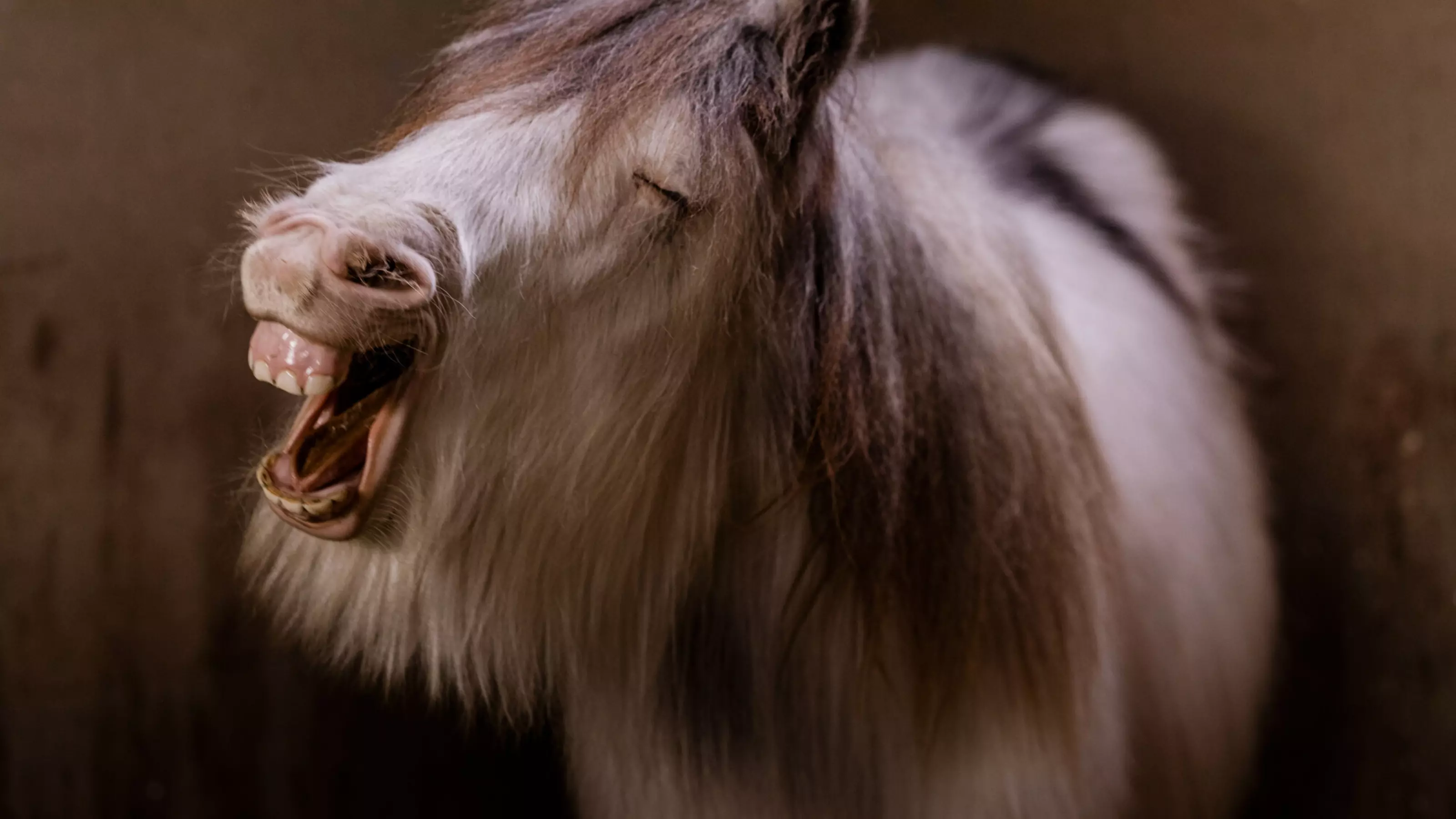 Stan pulling a funny face and showing all of his teeth in his stable