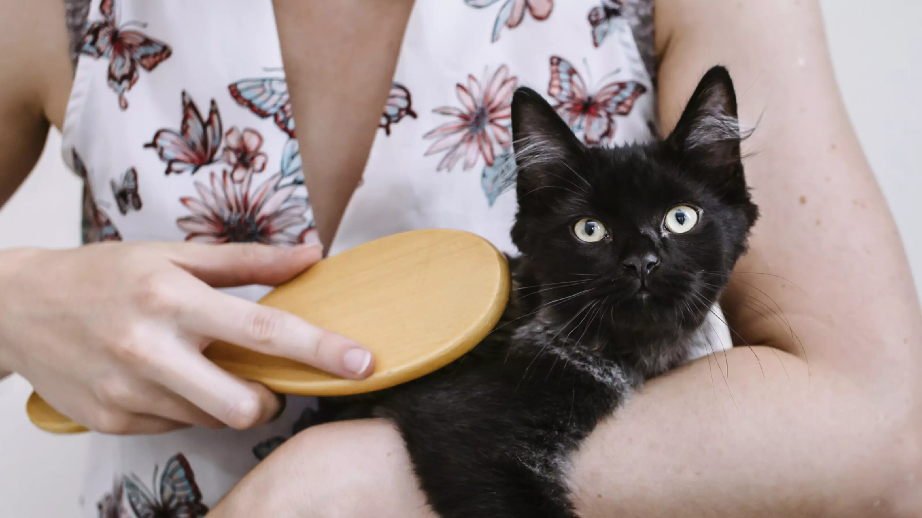 A black cat with tufty ears sits on the lap of a woman. The woman brushes the cat's body.