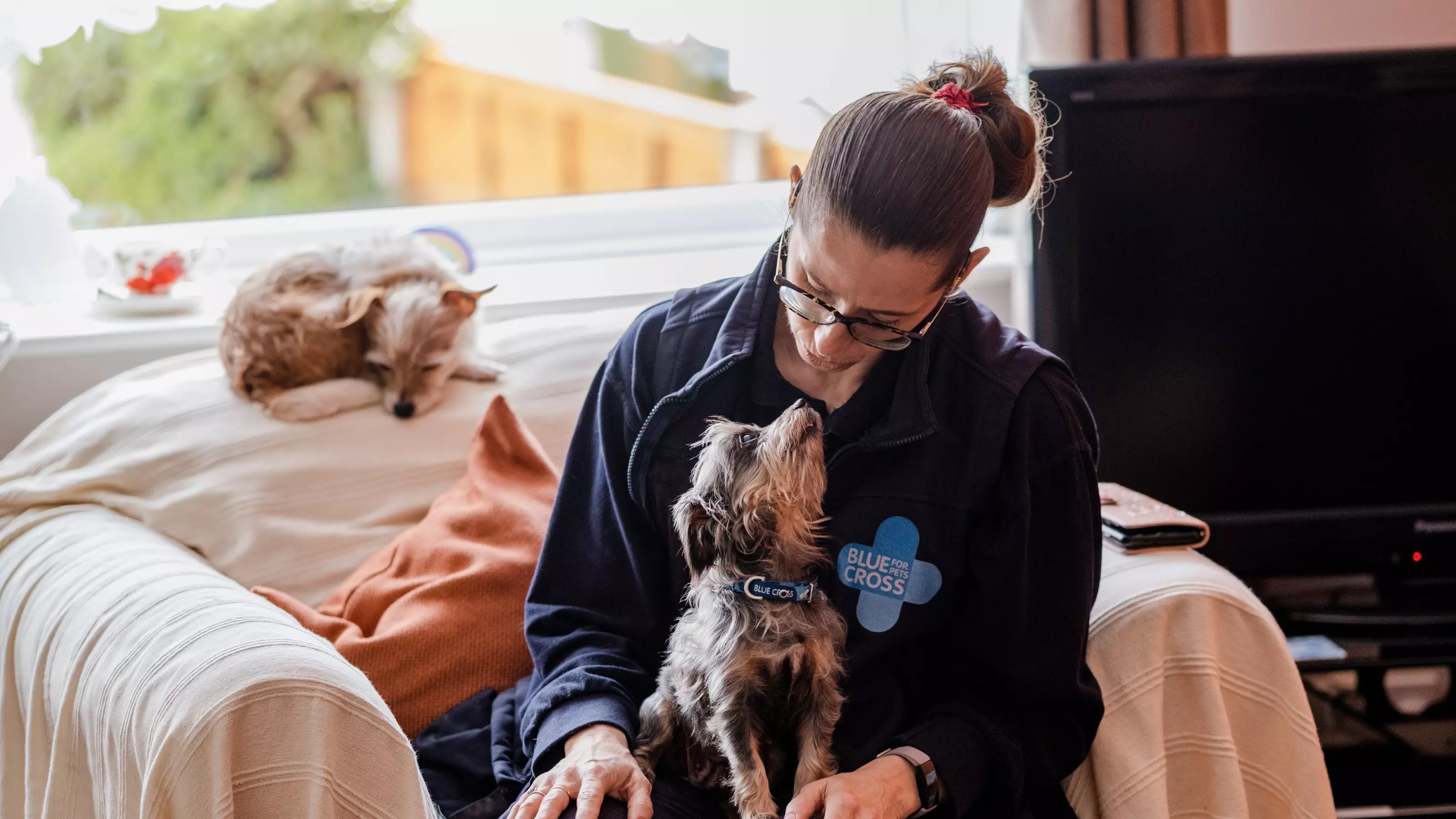 A small dog lying on the sofa, with another small dog sitting on one of our team's lap looking up at her