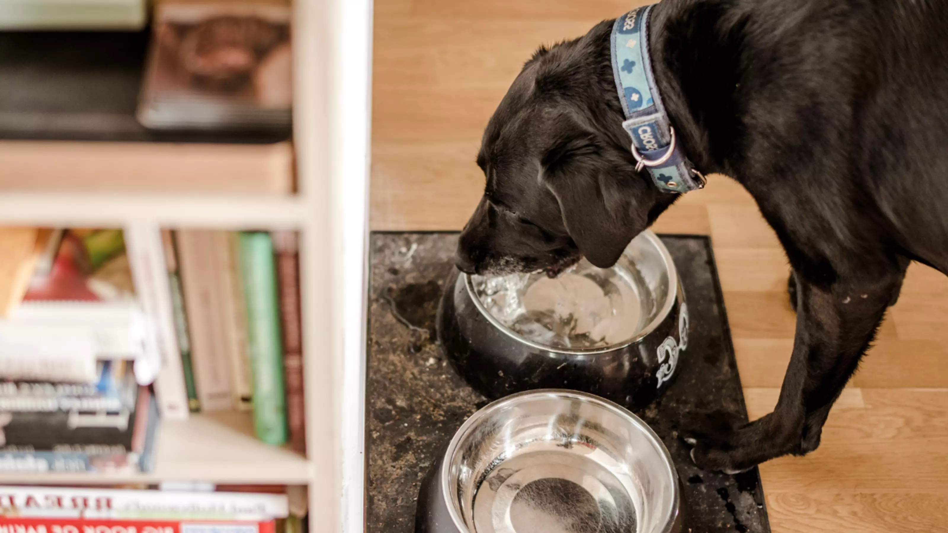 Black Labrador dog drinking out of a metal dog bowl