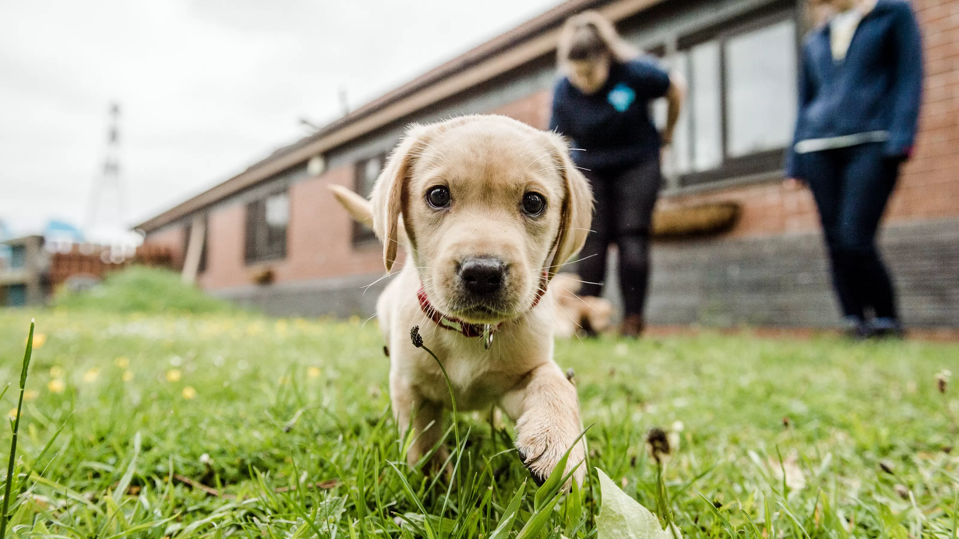 Yellow Labrador puppy on grass with two Blue Cross staff members in the background