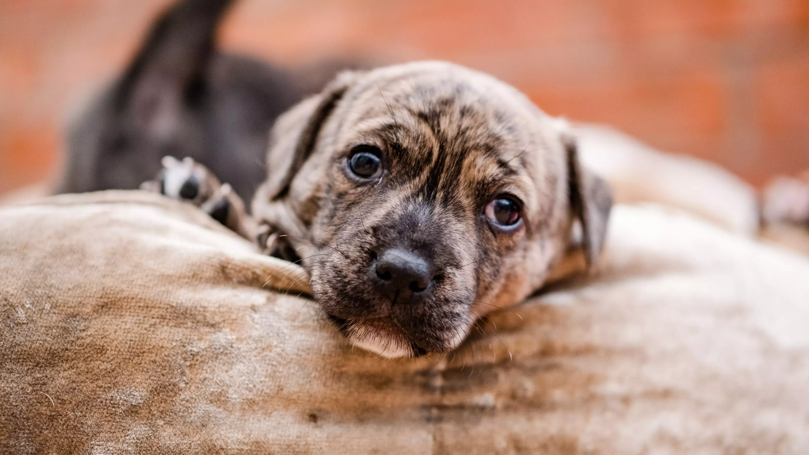 Puppy looking into camera