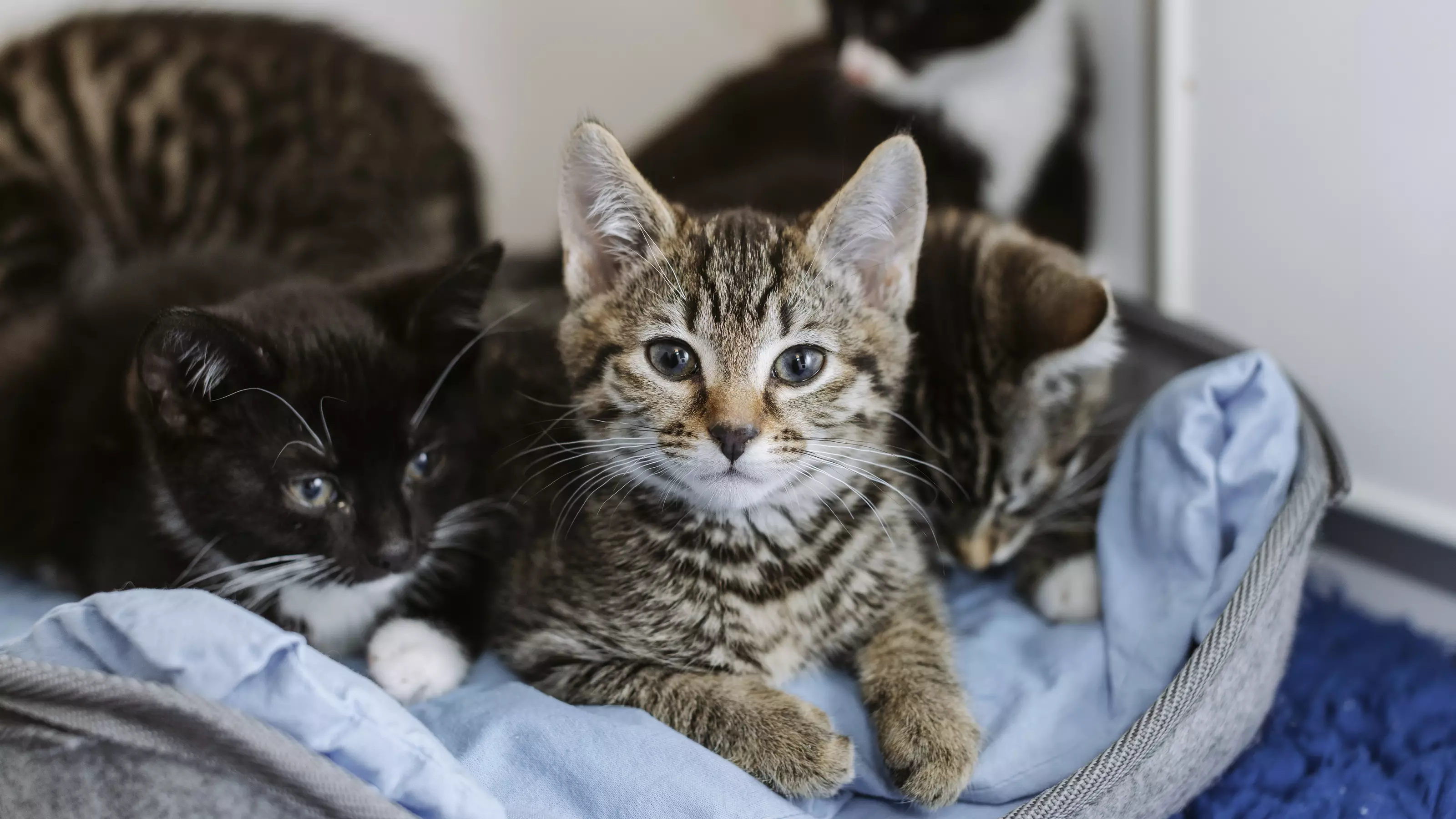 Kittens sitting in their bed