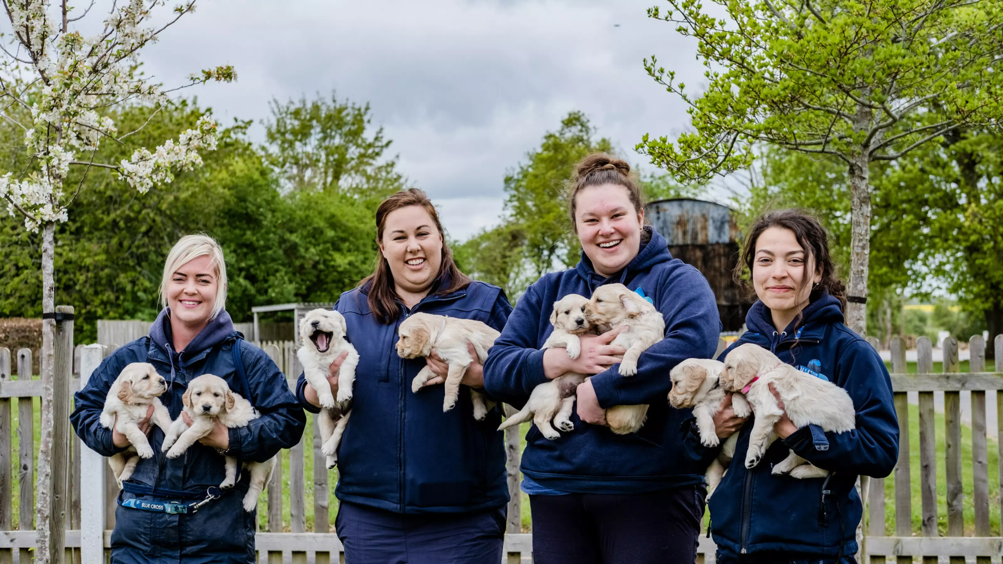 Four Blue Cross staff members each holding two golden retriever puppies