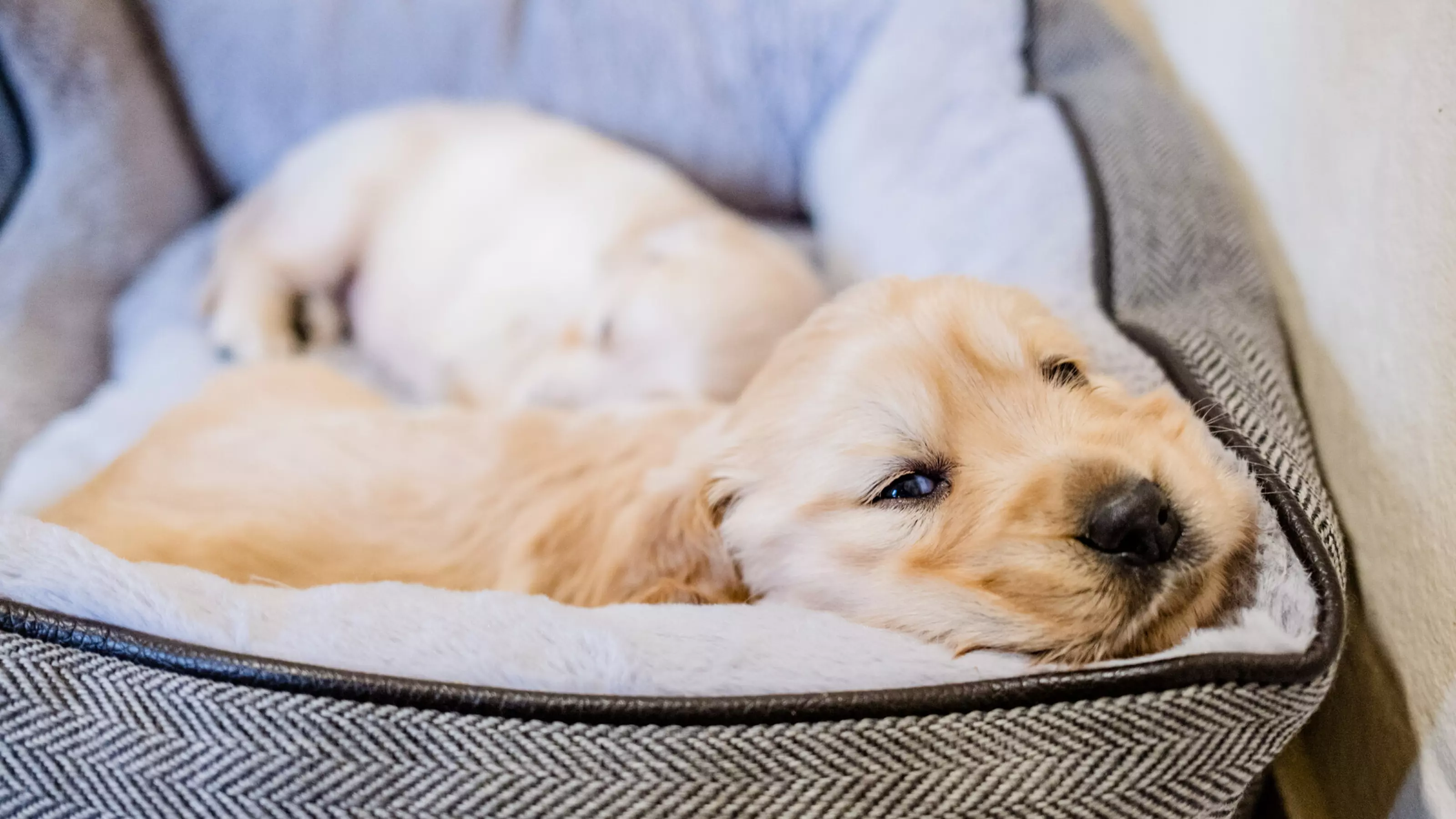 A golden retriever puppy in a puppy bed