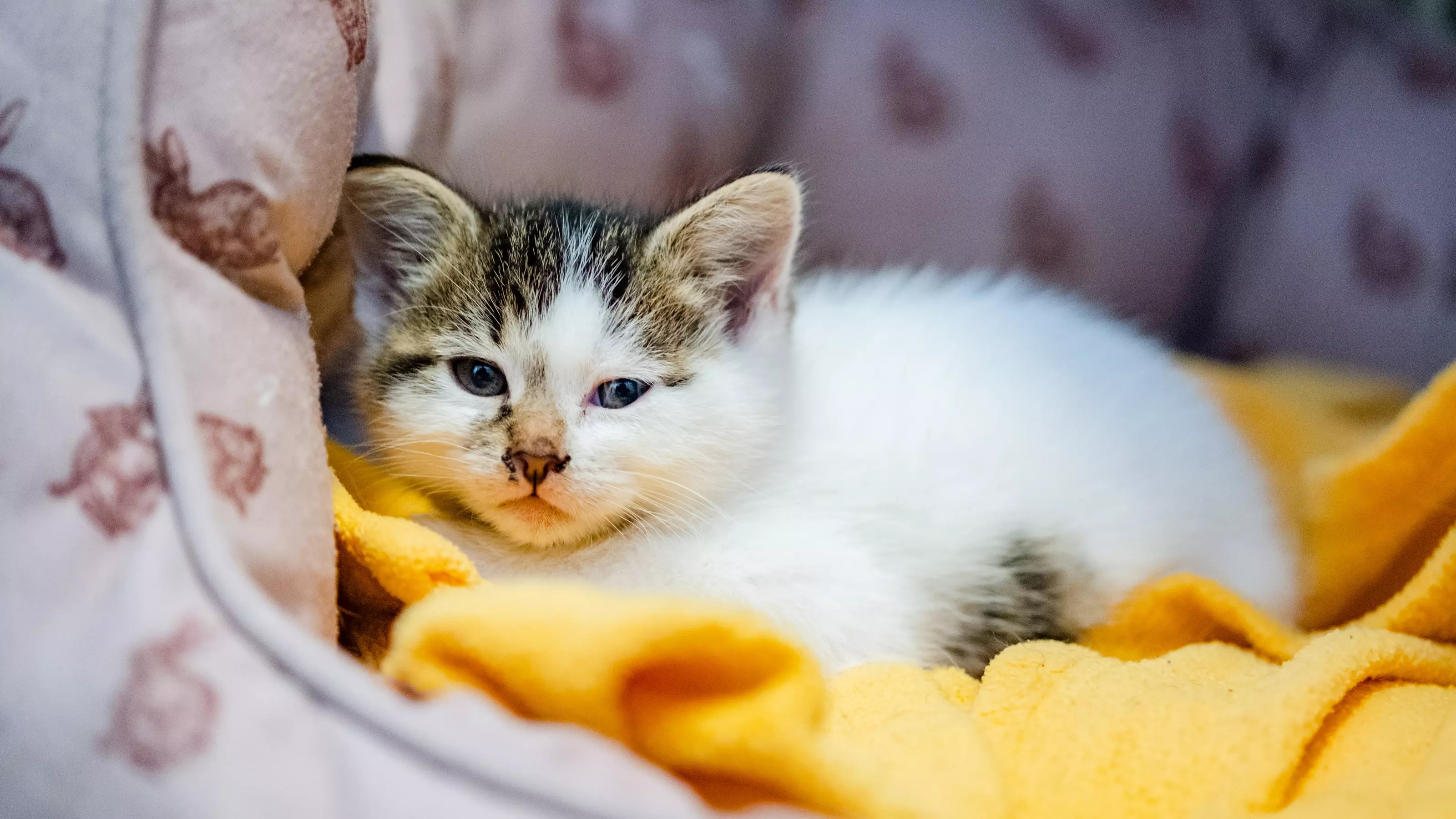 Cookie names for cats discount