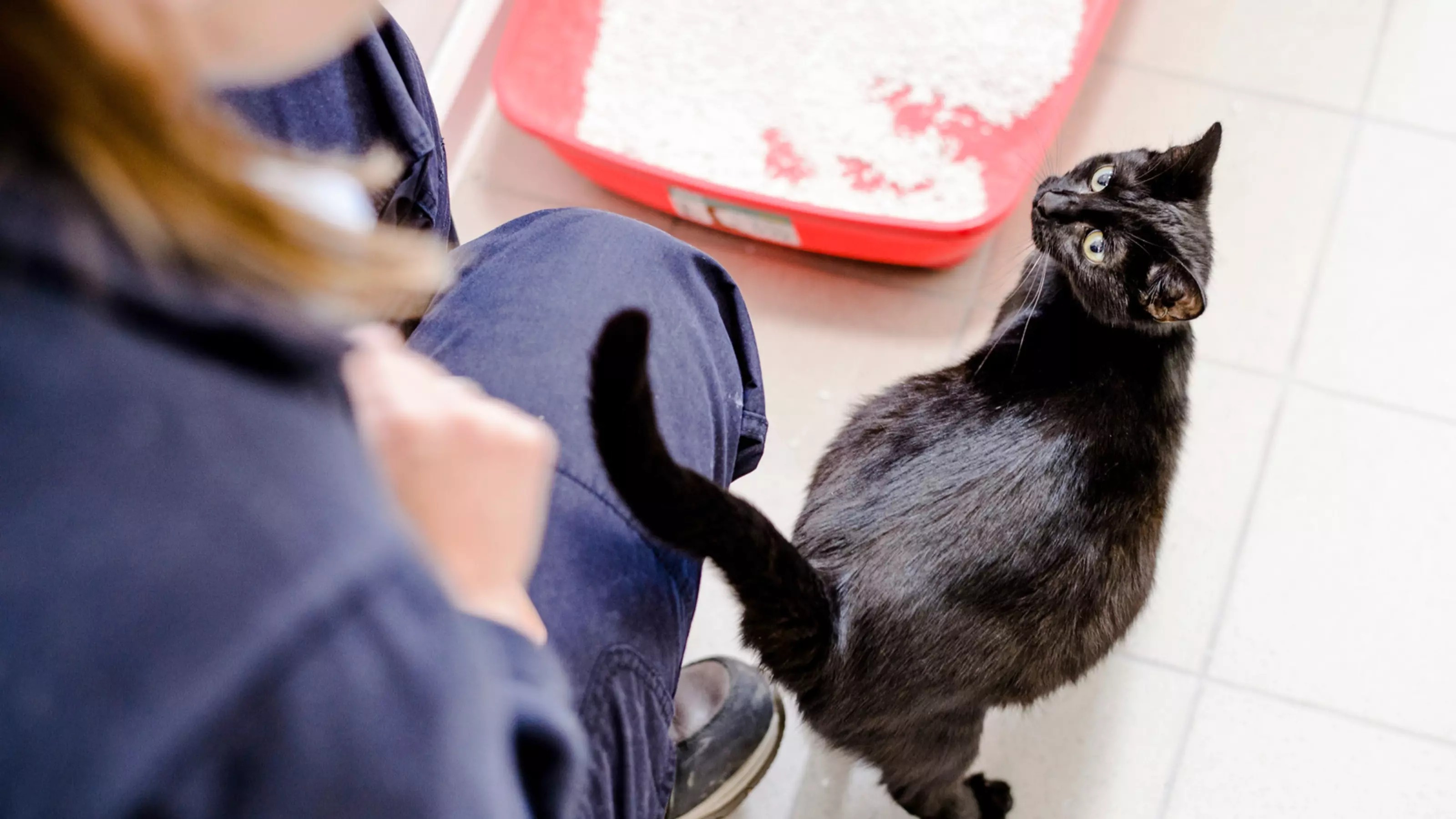 Pregnant black cat