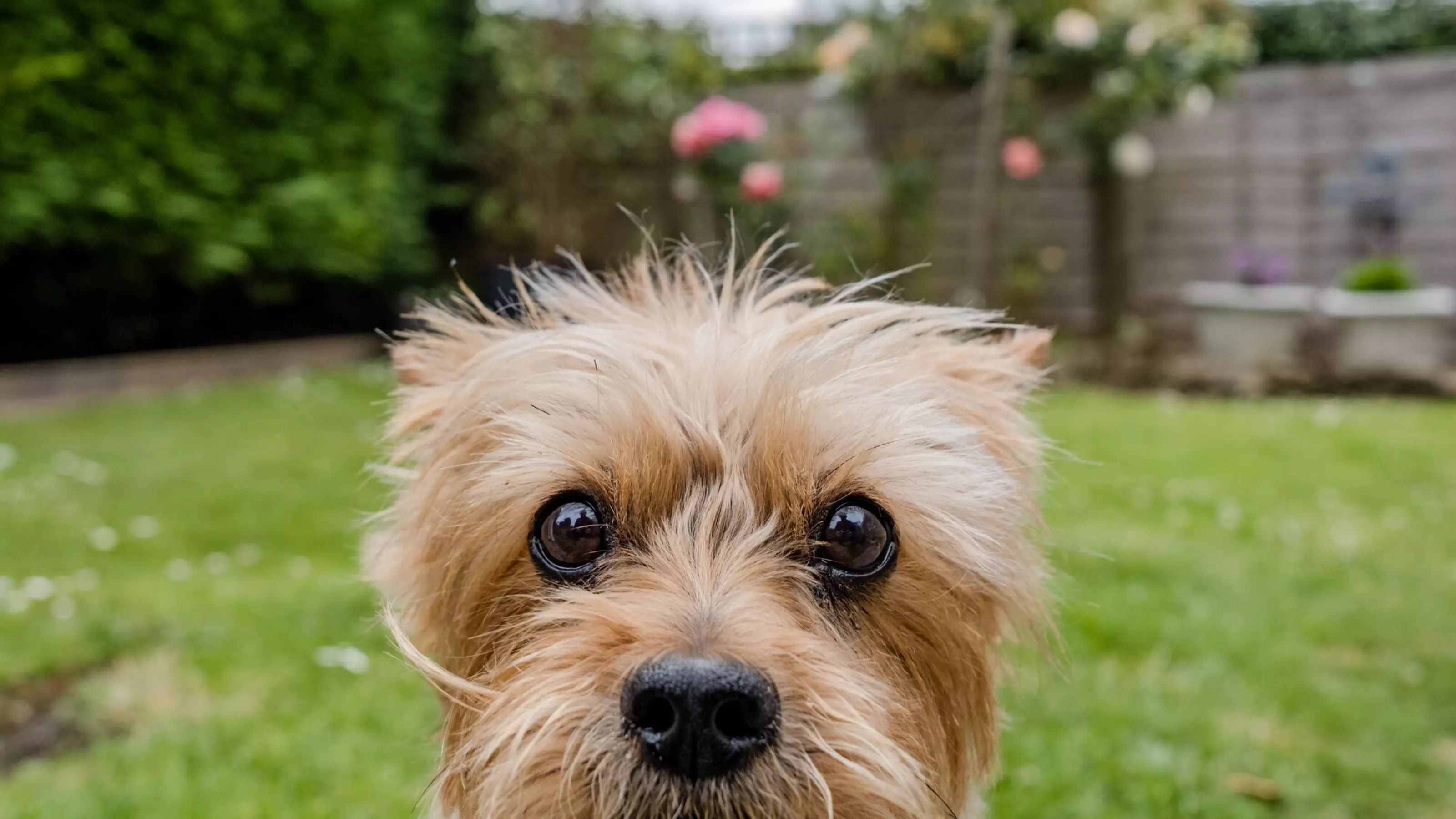 A close up of Yorkshire terrier Petra who has her nose up to the camera