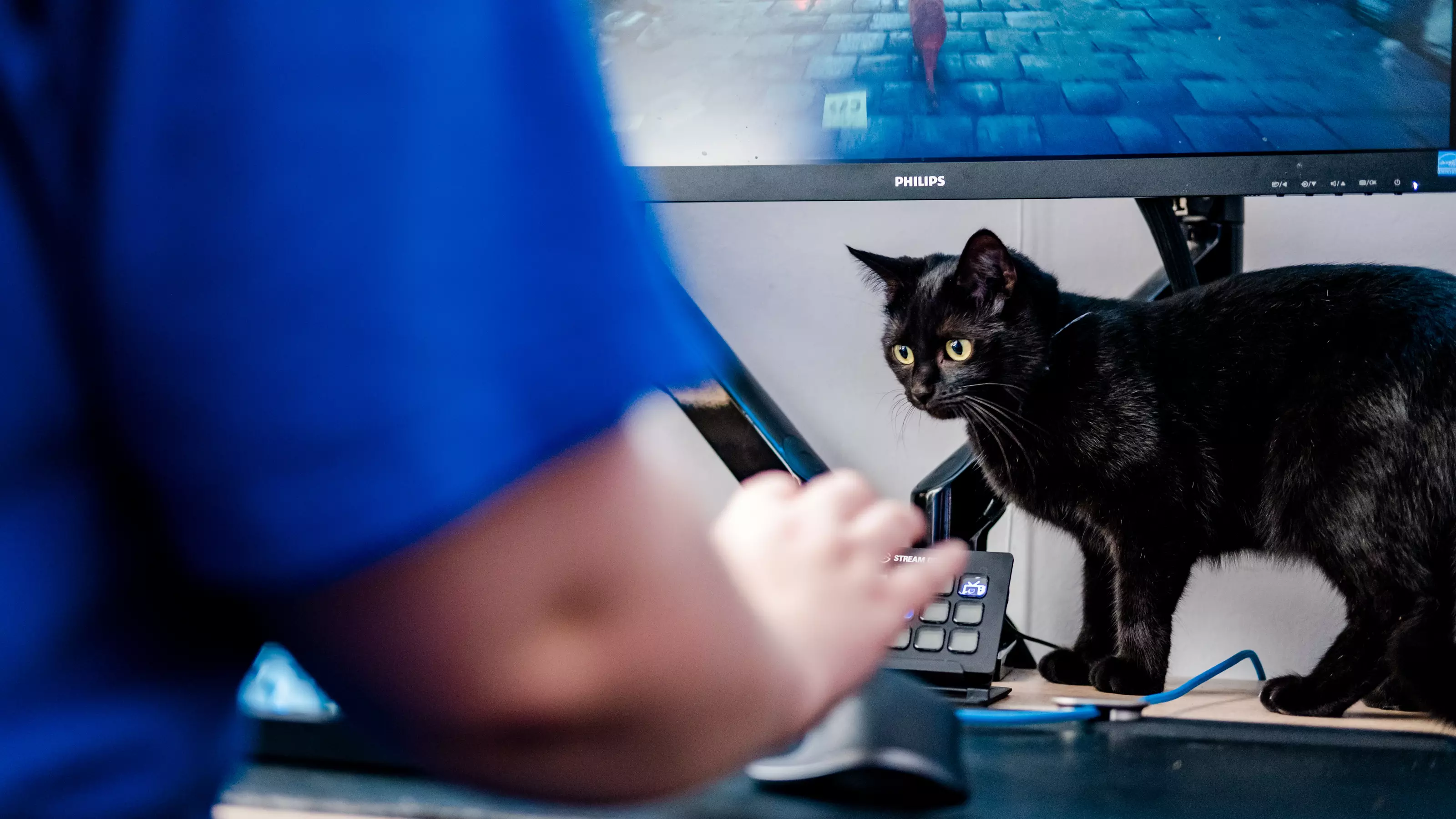 Gamer streaming alongside a cat