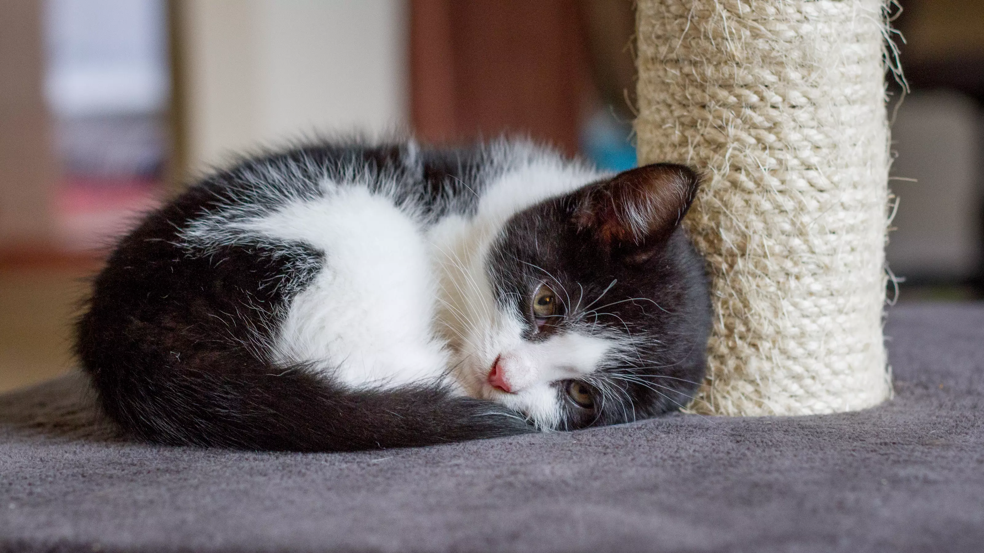 Kitty laying next to a scratching post 