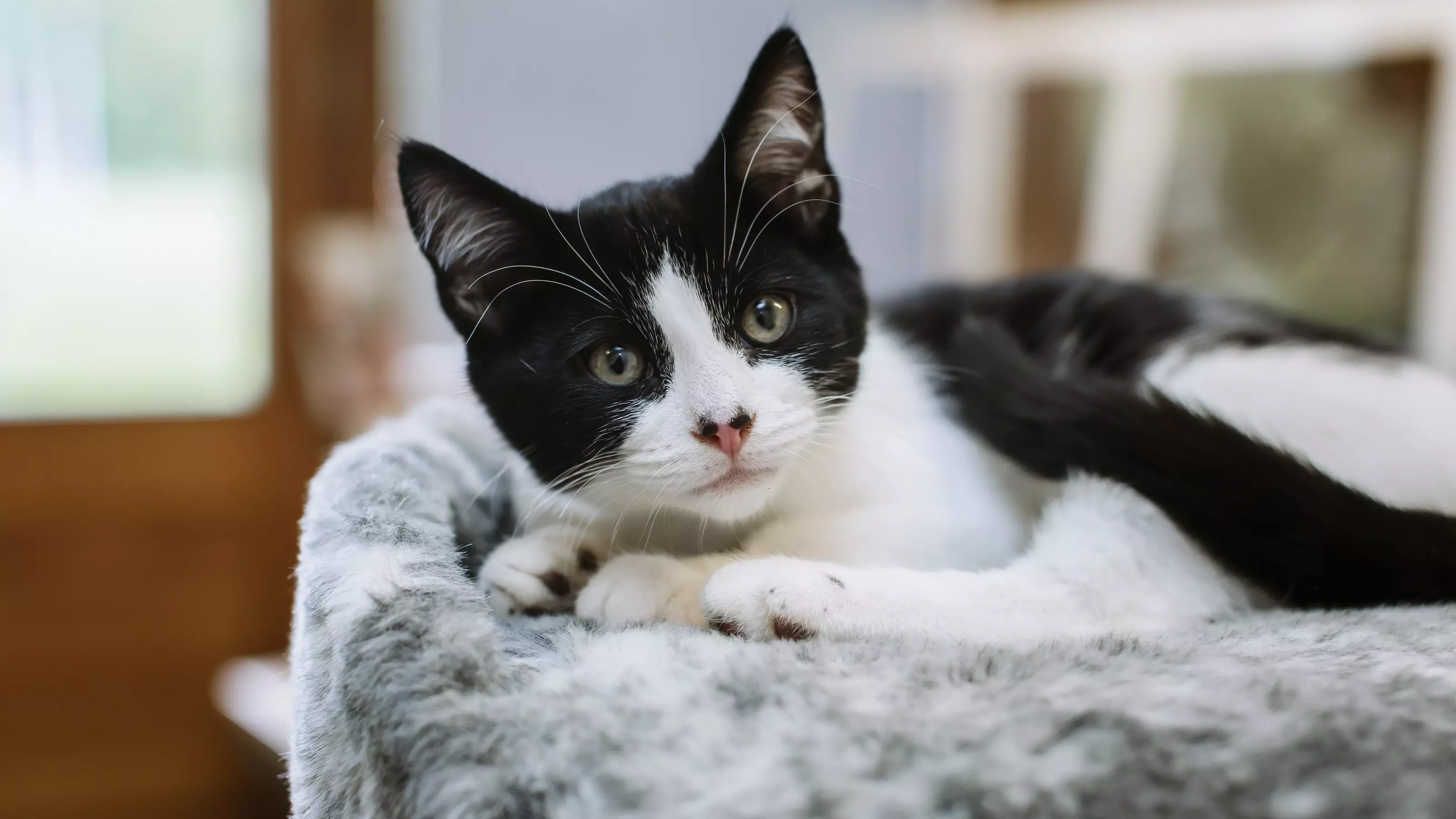 Black and white kitten resting in a grey bed