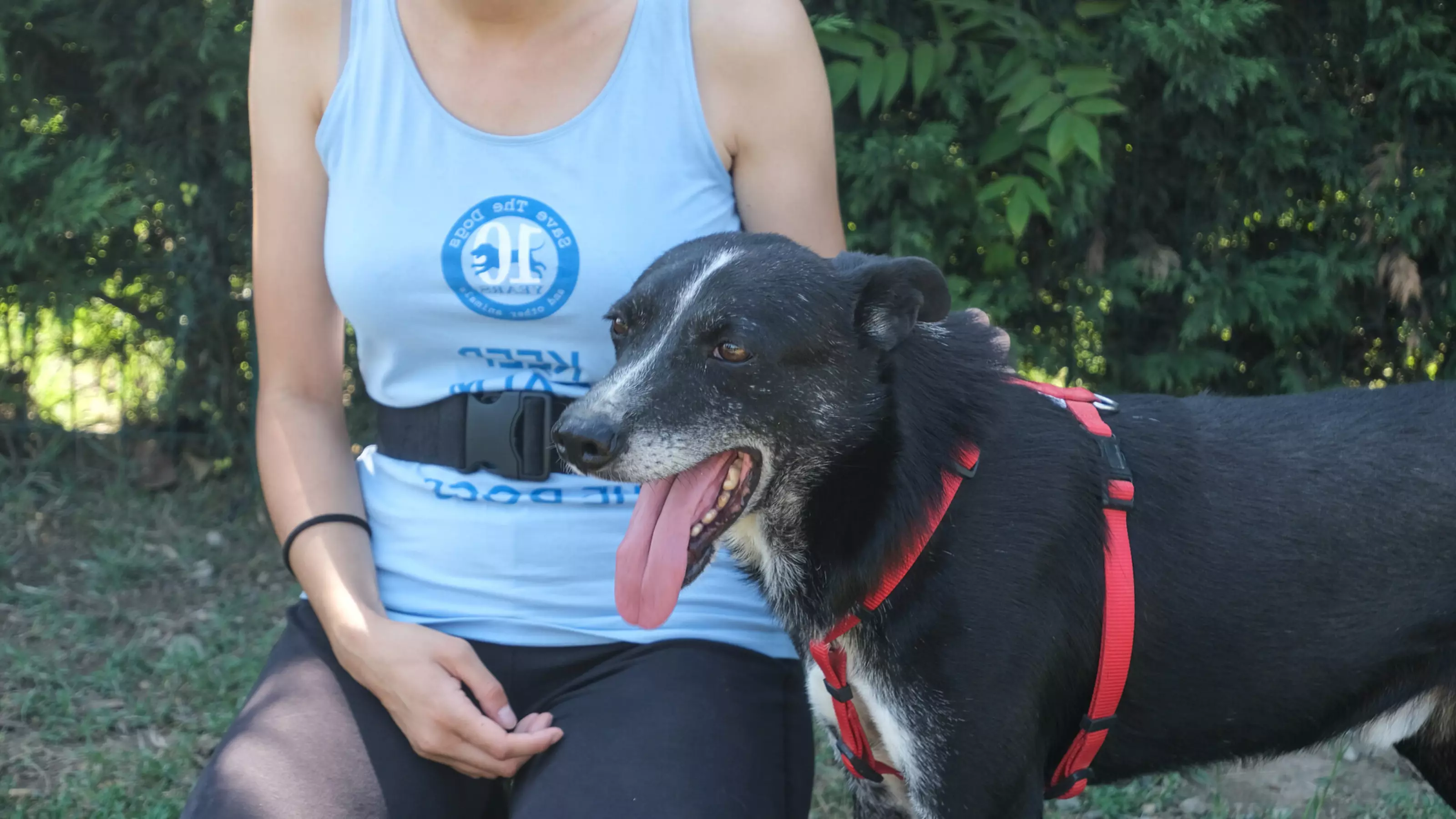 Tymon standing in a garden wearing a red harness with a team member at Save the Dogs