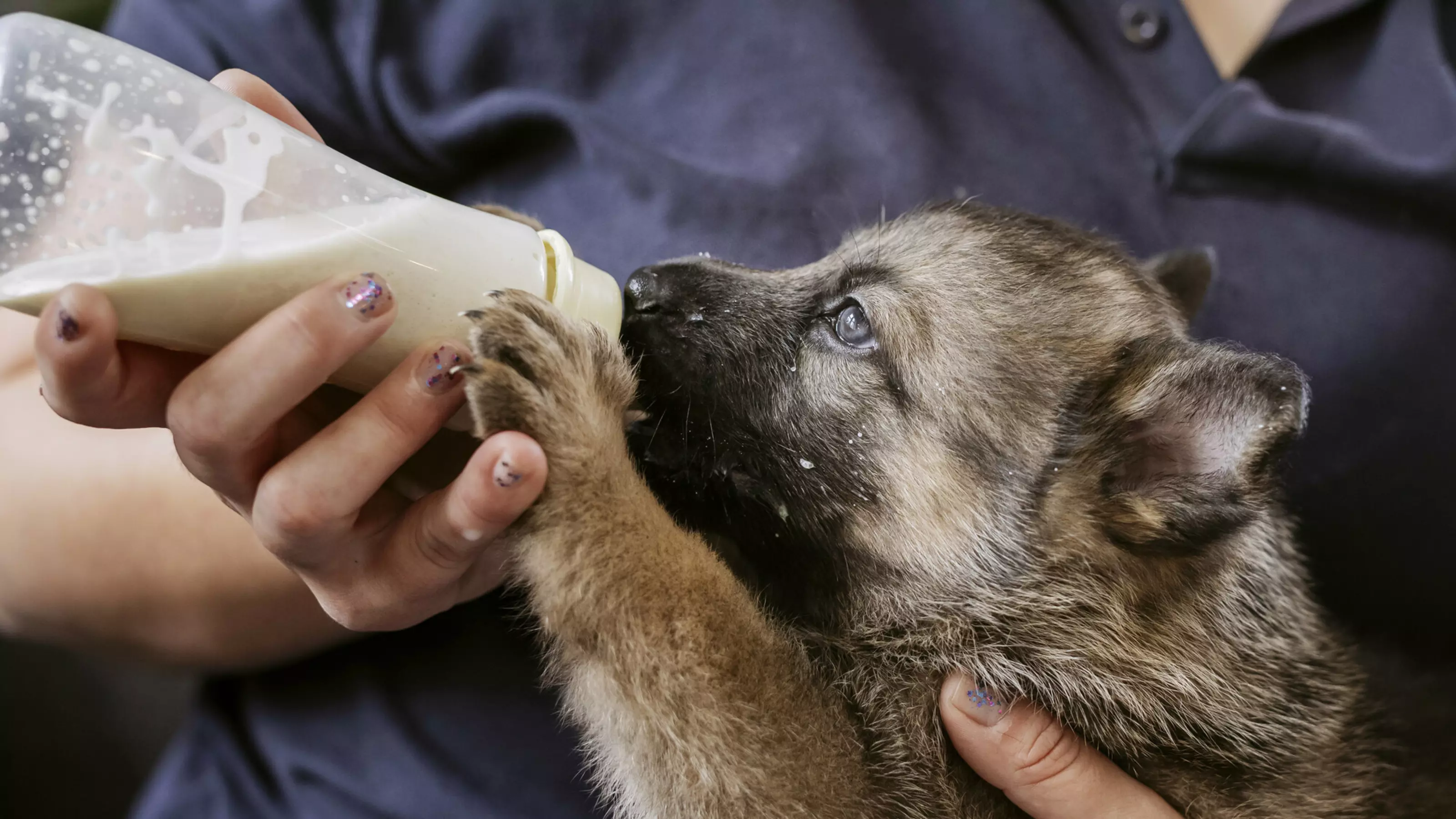 A German shepherd puppy suckles from a bottle of milk, fed by a Blue Cross member of staff