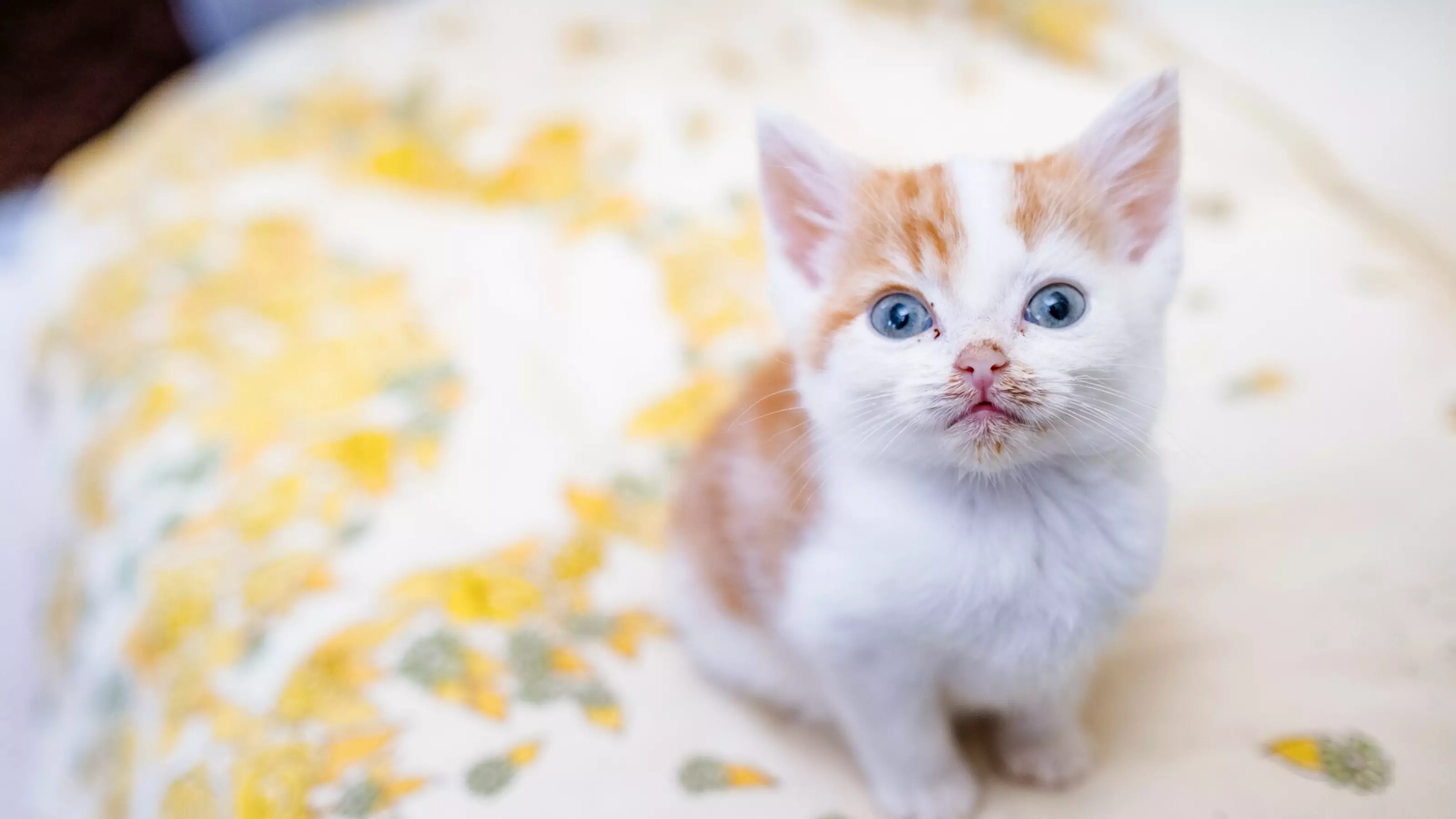 Tiny ginger and white kitten Joe looking up at camera while sitting on a floral cushion
