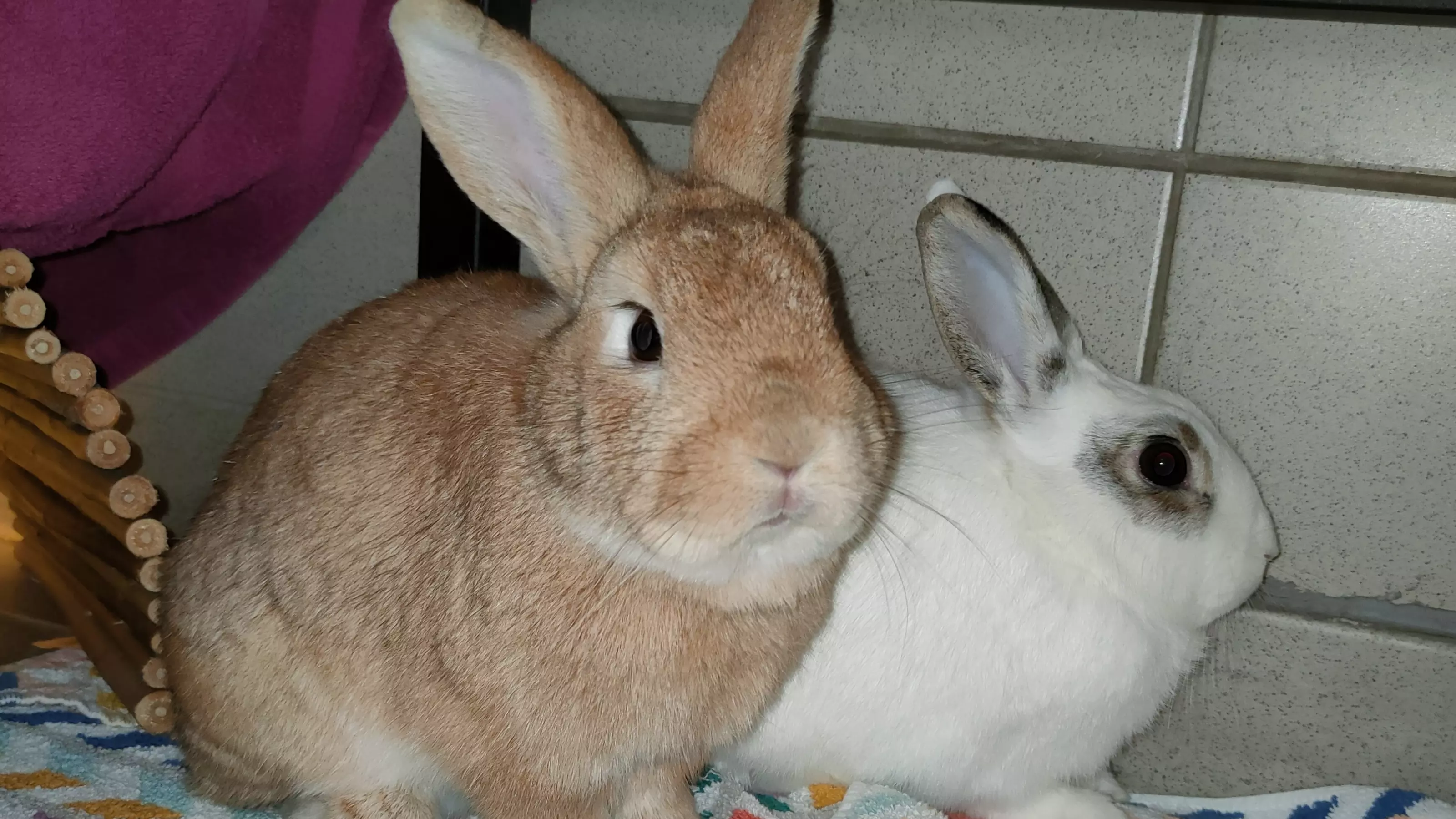 Rabbits Poppet and Bentley sitting beside each other