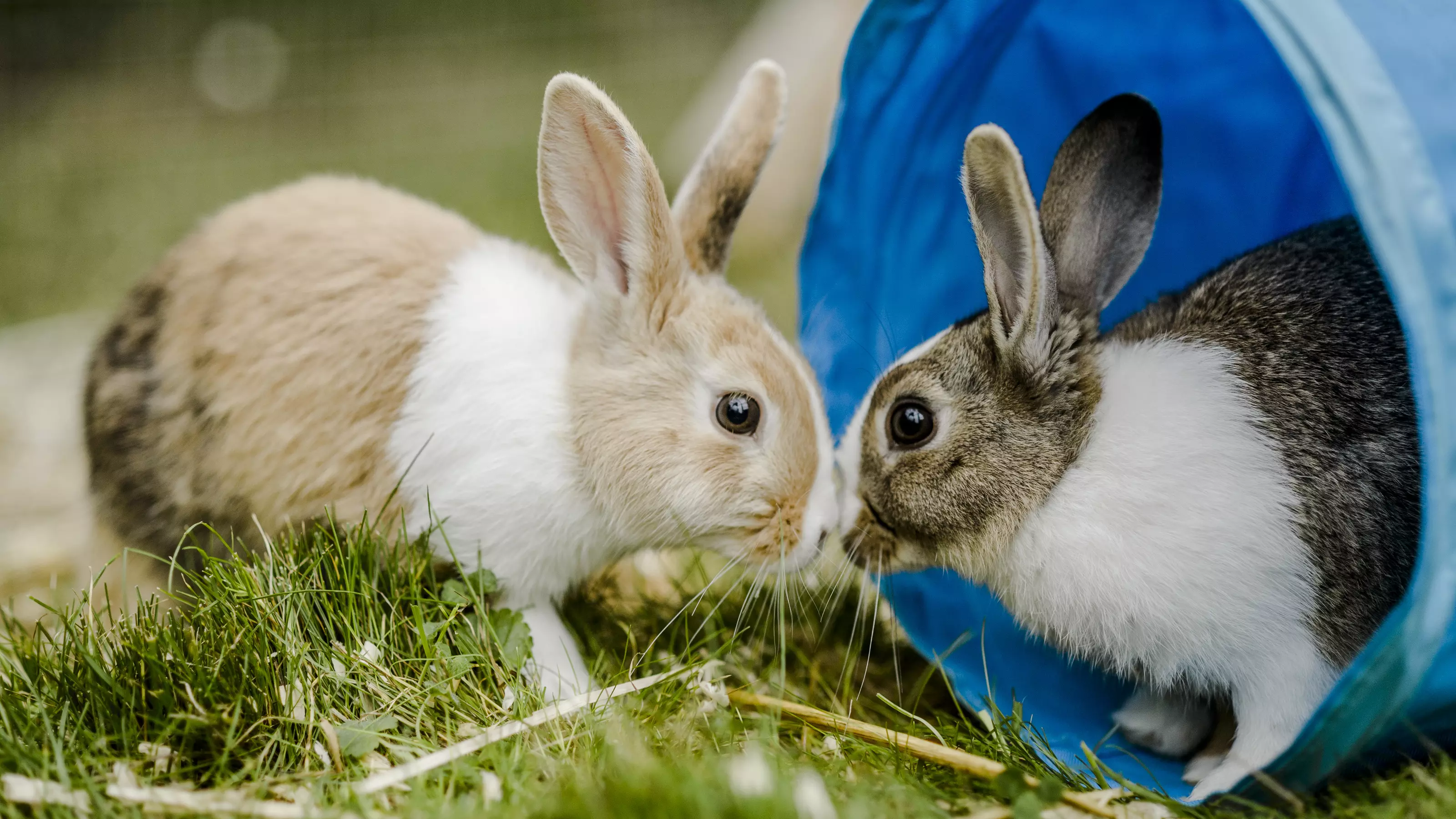 Two brown and white rabbits in a blue tunnel on a grassy garden